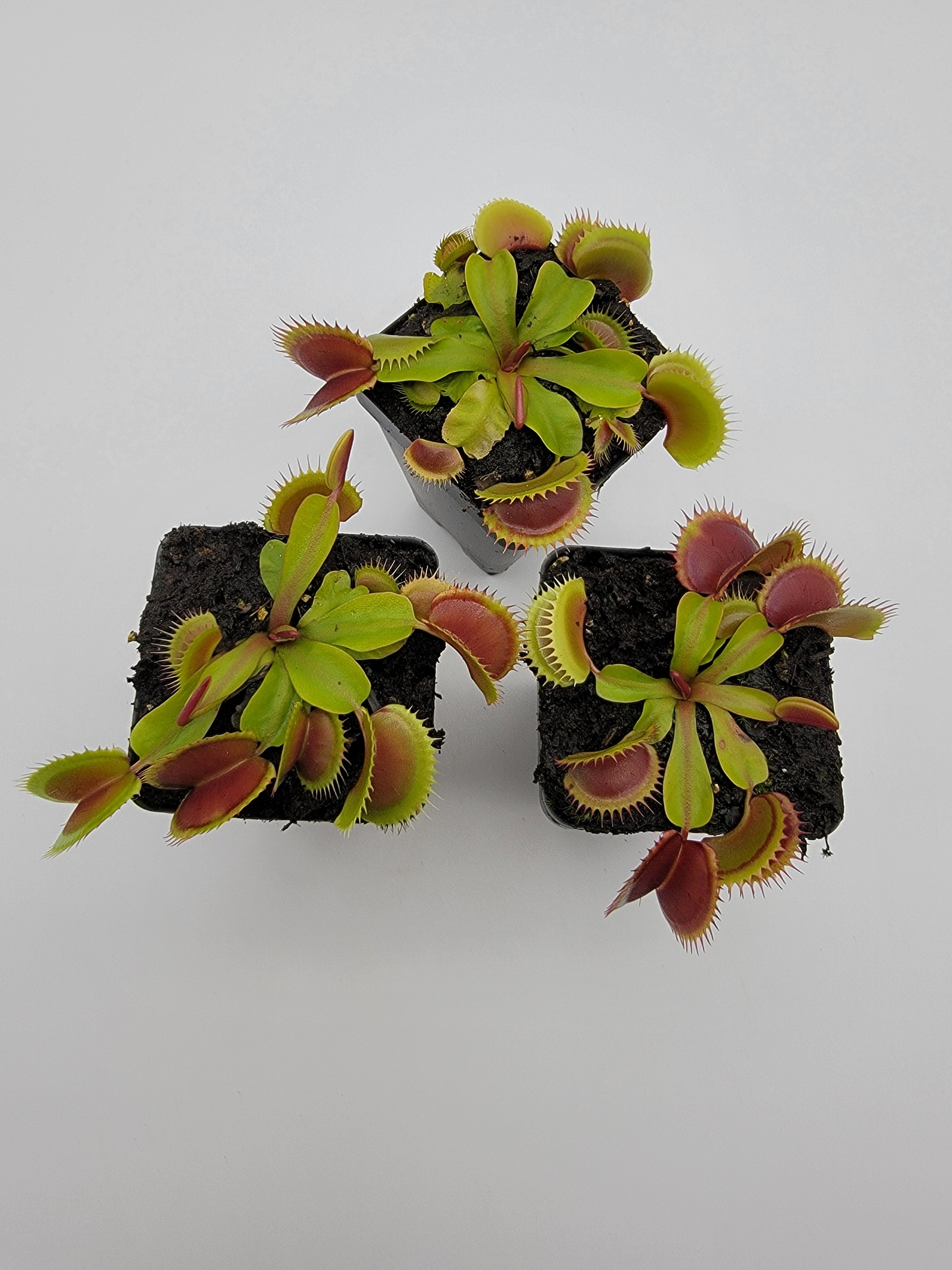 Venus flytrap (Dionaea muscipula) 'FTS Flaming Lips' - -Rainbow Carnivorous Plants LLC