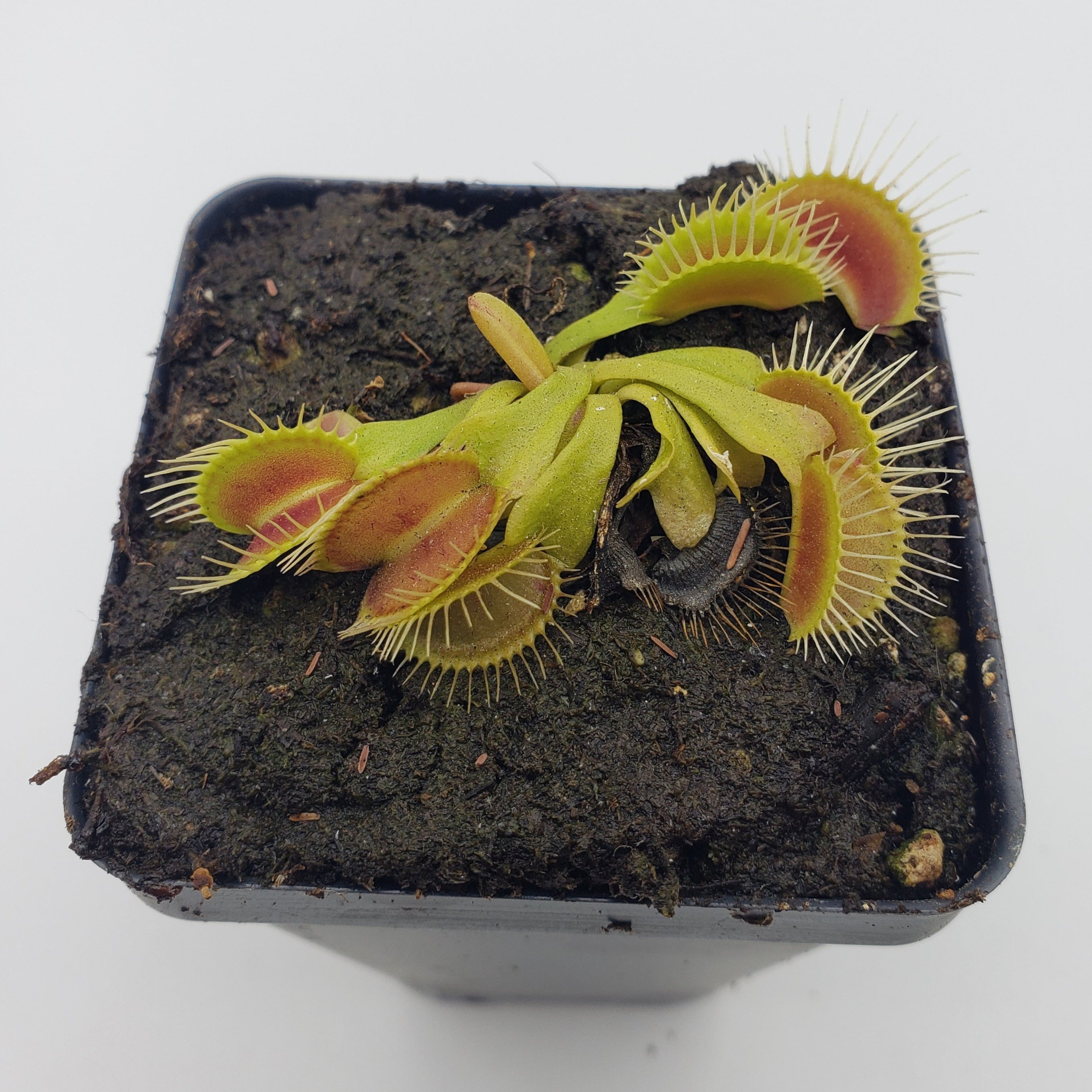 Venus flytrap (Dionaea muscipula) "Funnel Trap" or 'Trichterfalle' - -Rainbow Carnivorous Plants LLC
