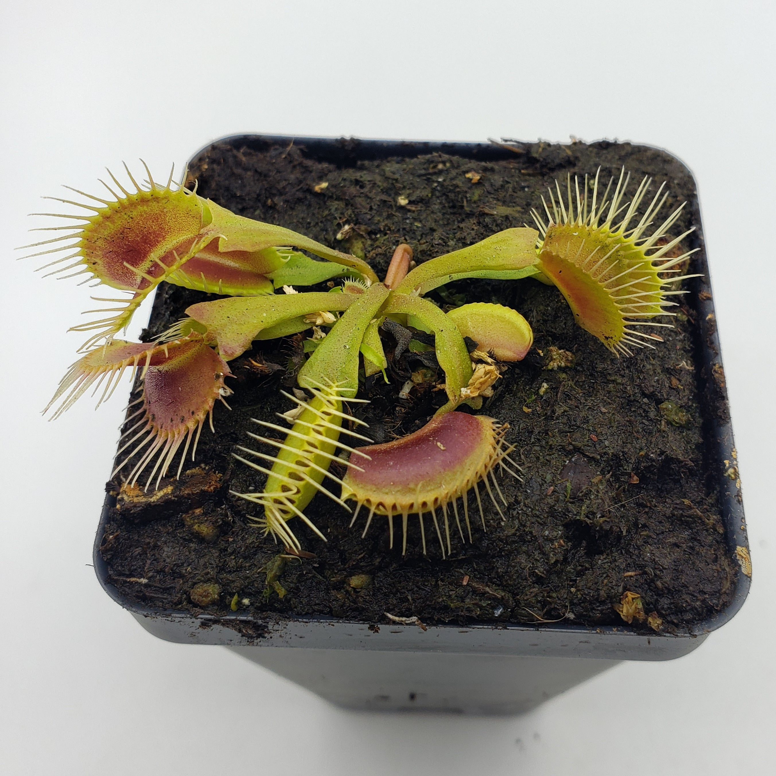 Venus flytrap (Dionaea muscipula) "Funnel Trap" or 'Trichterfalle' - -Rainbow Carnivorous Plants LLC