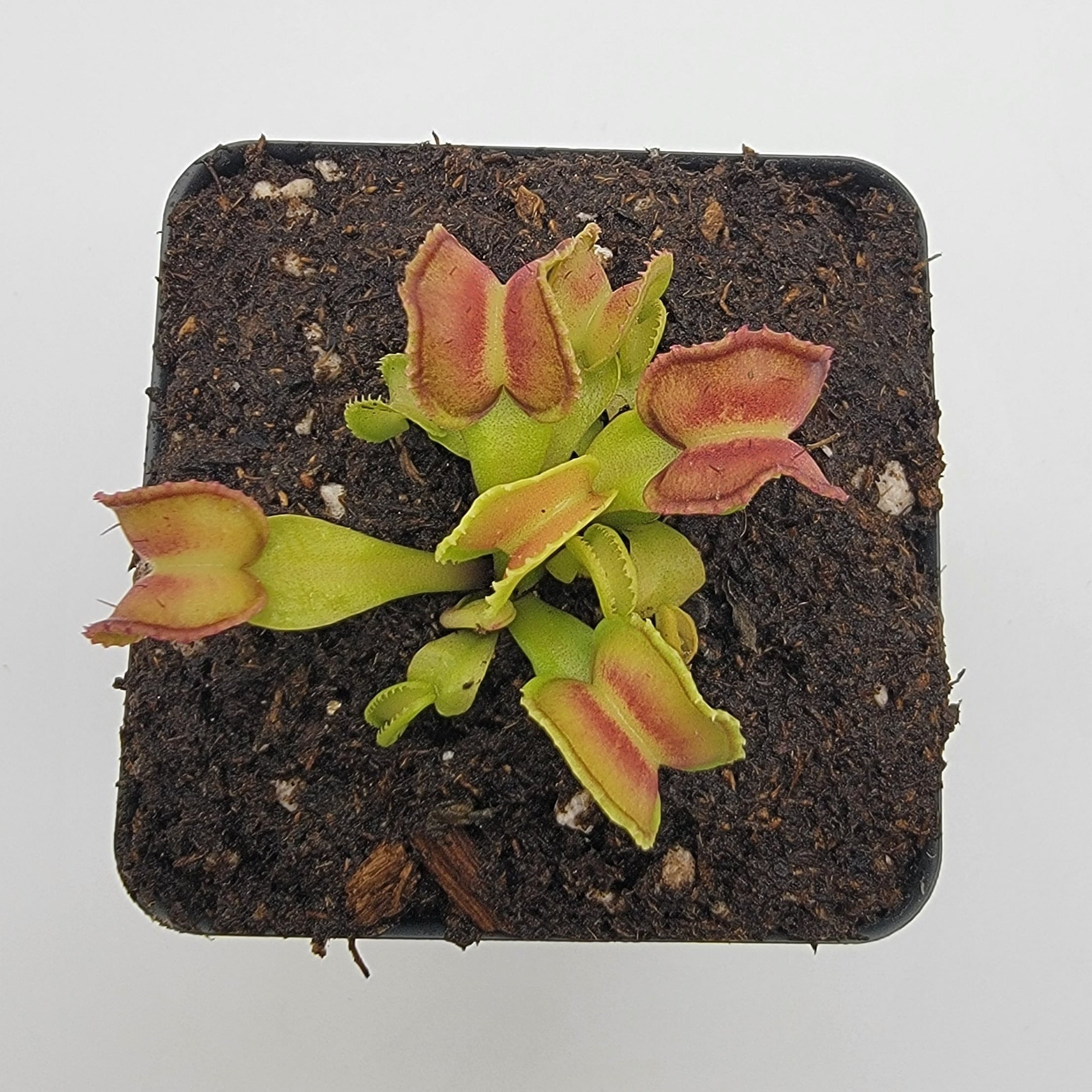 Venus flytrap (Dionaea muscipula) "GJ Giant Cudo" - -Rainbow Carnivorous Plants LLC