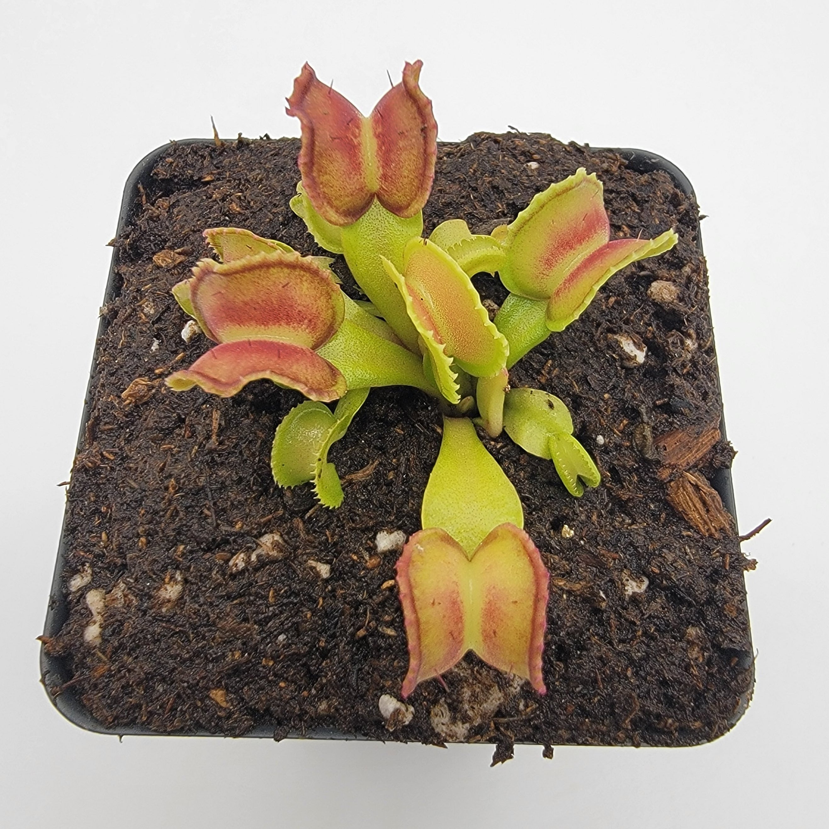 Venus flytrap (Dionaea muscipula) "GJ Giant Cudo" - -Rainbow Carnivorous Plants LLC