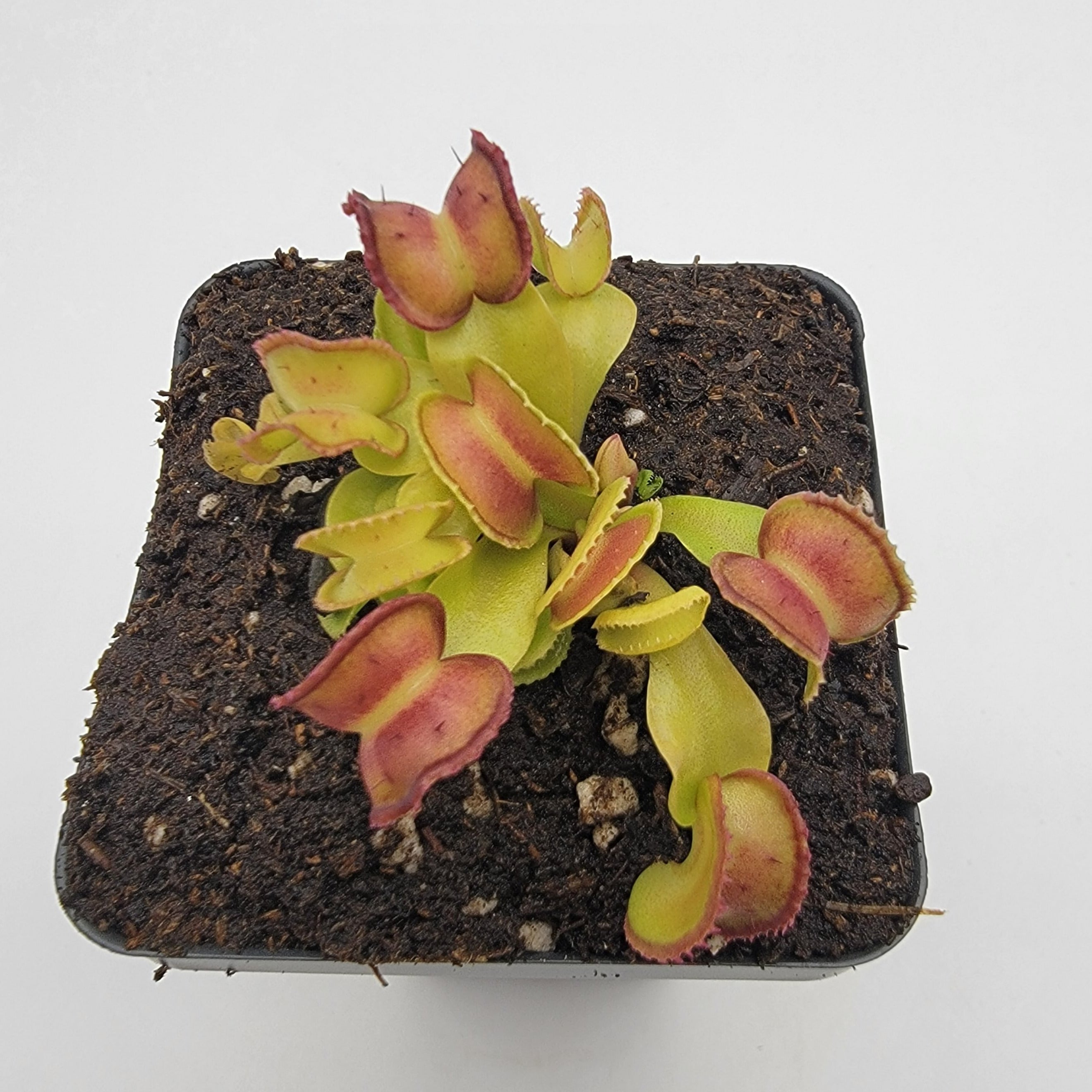 Venus flytrap (Dionaea muscipula) "GJ Giant Cudo" - -Rainbow Carnivorous Plants LLC