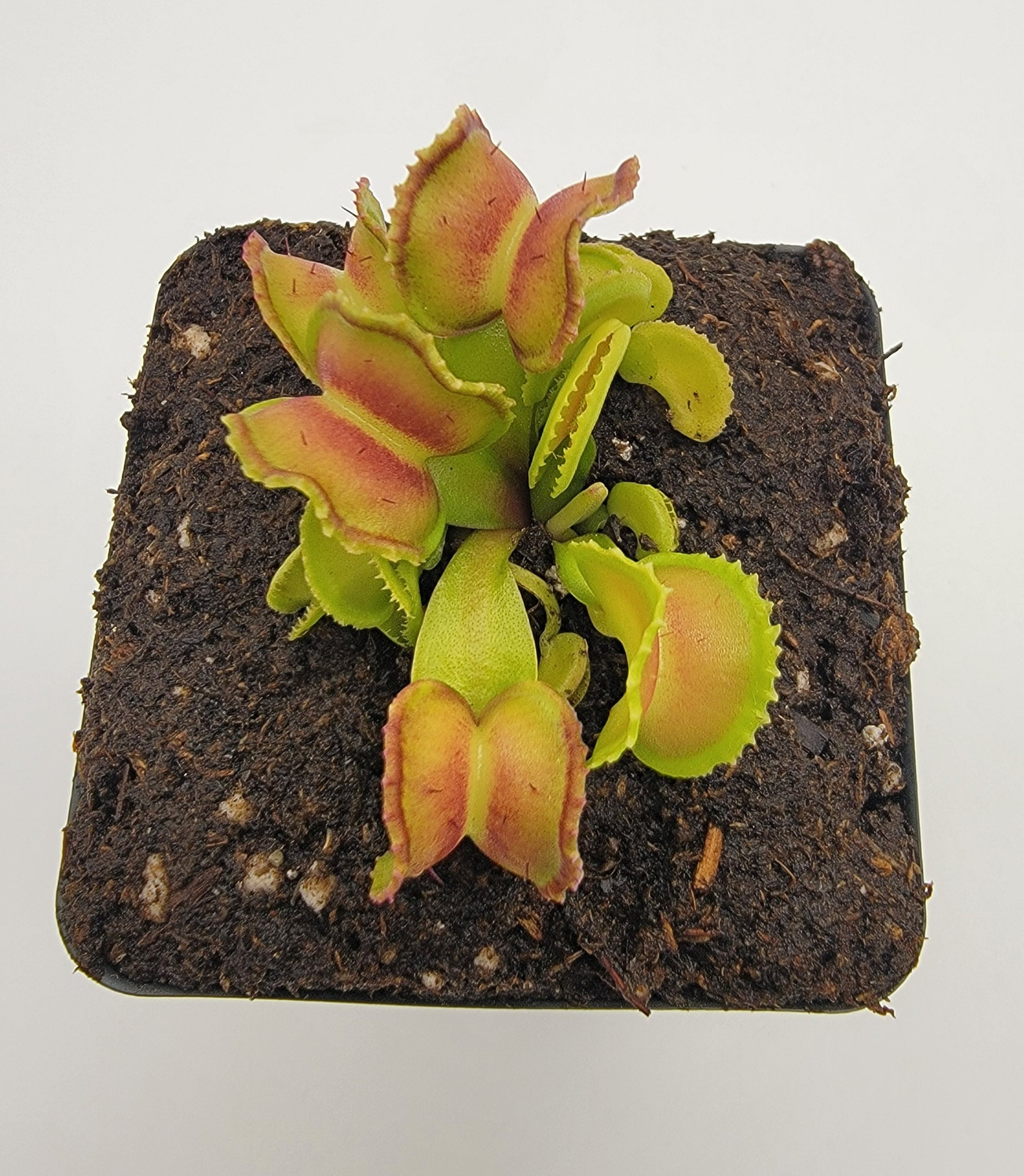 Venus flytrap (Dionaea muscipula) "GJ Giant Cudo" - -Rainbow Carnivorous Plants LLC