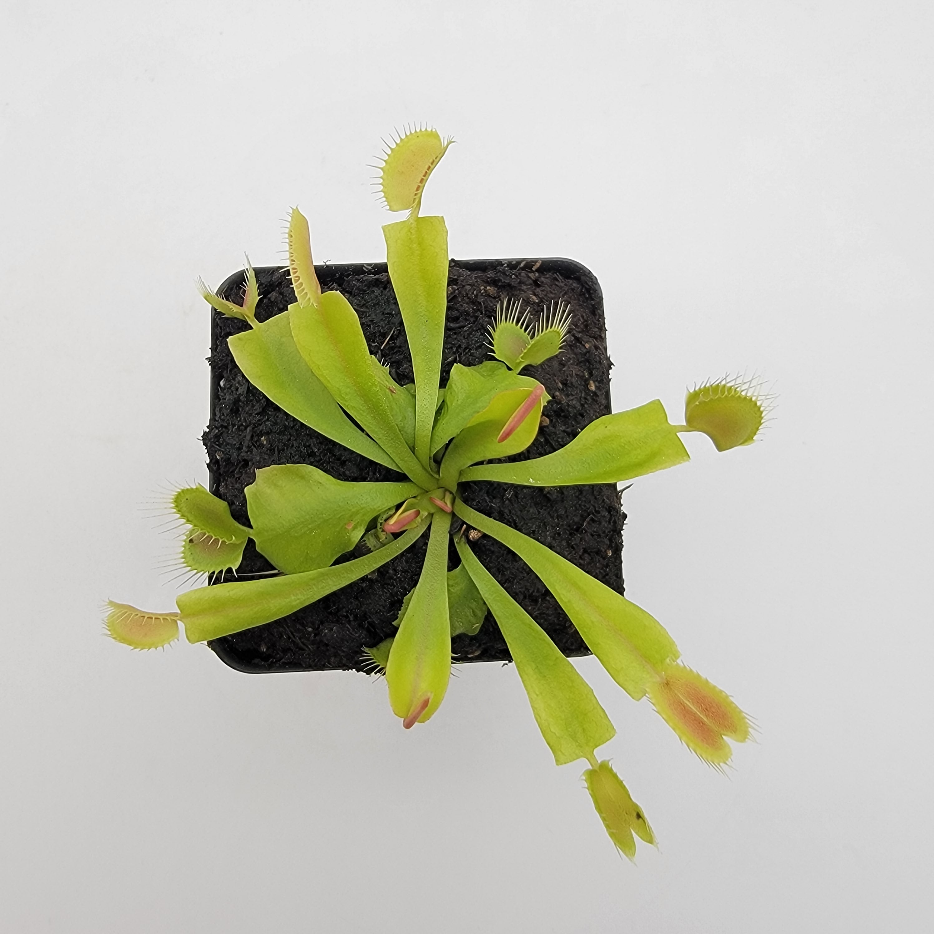 Venus flytrap (Dionaea muscipula) 'GJ Phalanx' - -Rainbow Carnivorous Plants LLC