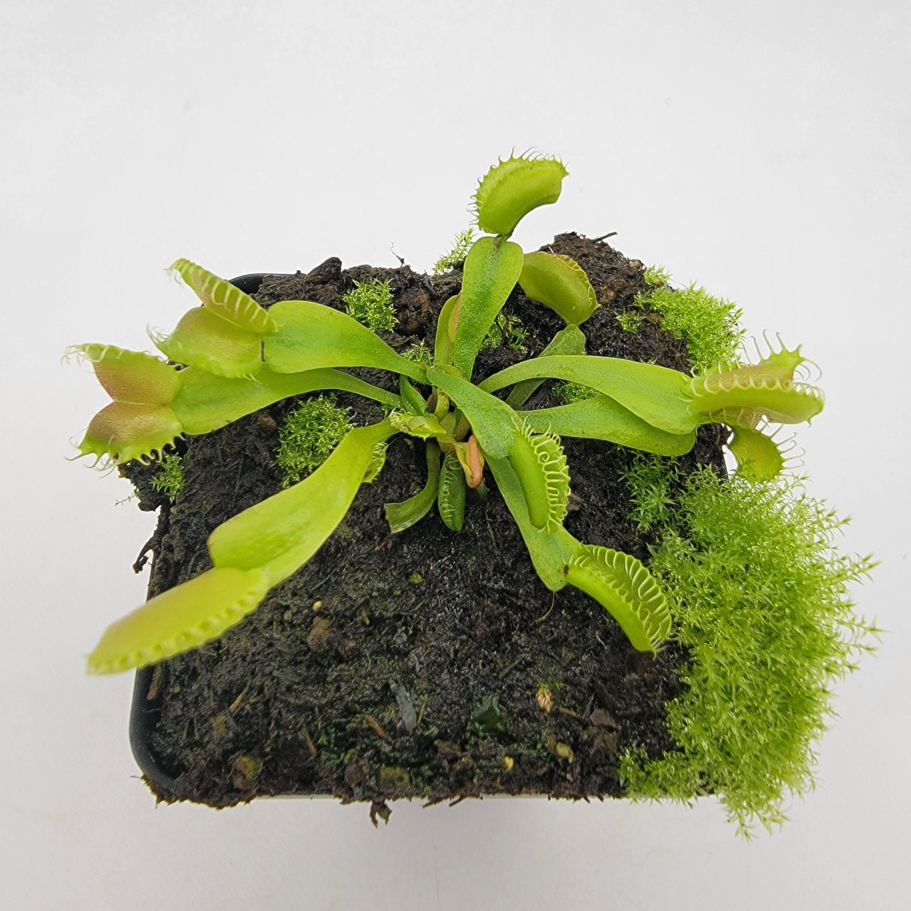 Venus flytrap (Dionaea muscipula) GJ Umgekrempelt -Plants -Rainbow Carnivorous Plants LLC