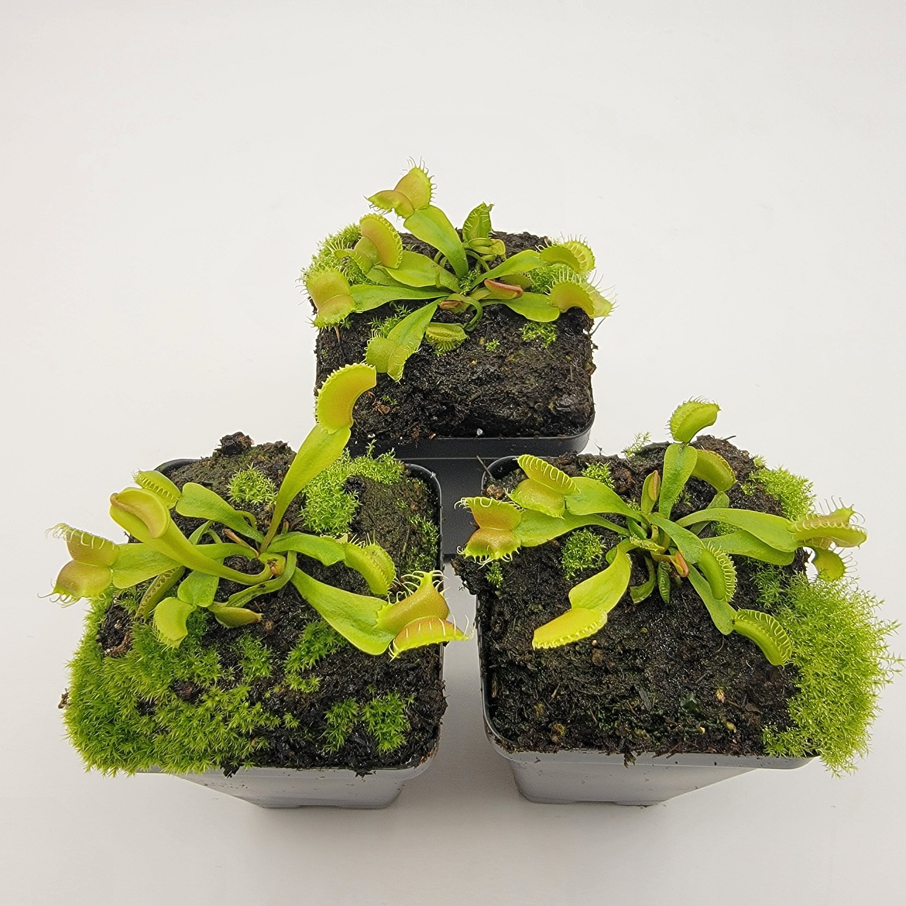 Venus flytrap (Dionaea muscipula) GJ Umgekrempelt -Plants -Rainbow Carnivorous Plants LLC