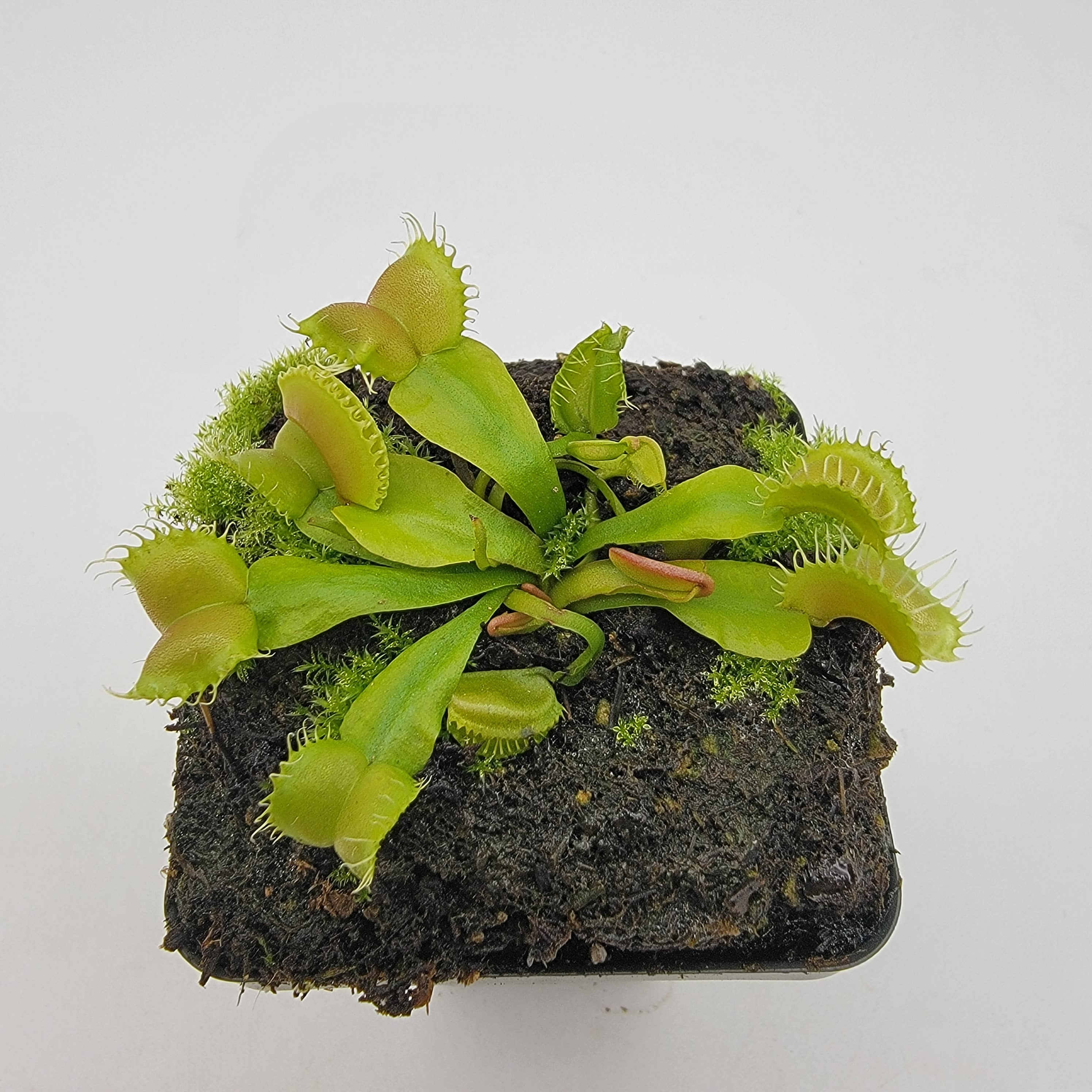 Venus flytrap (Dionaea muscipula) GJ Umgekrempelt -Plants -Rainbow Carnivorous Plants LLC