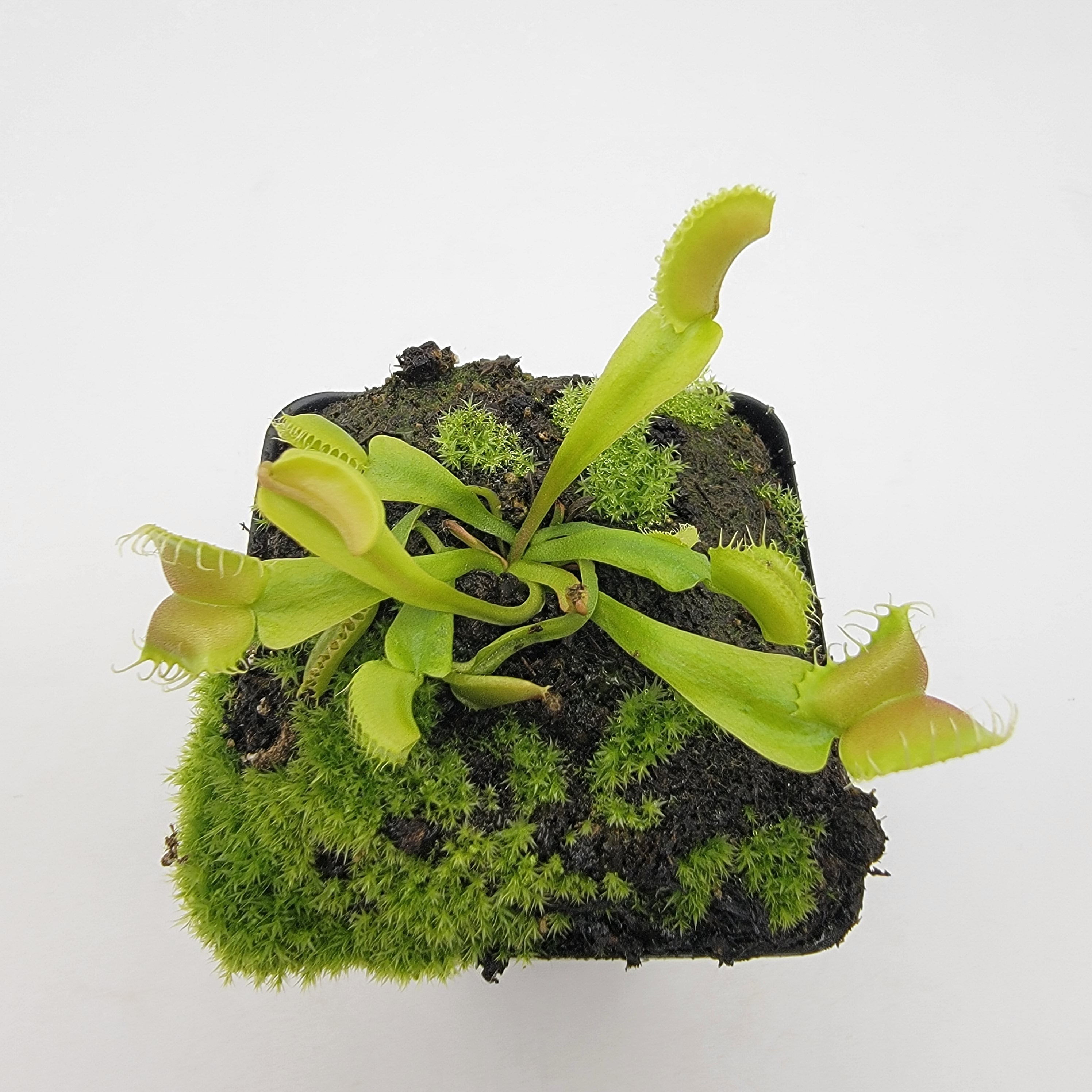 Venus flytrap (Dionaea muscipula) GJ Umgekrempelt -Plants -Rainbow Carnivorous Plants LLC