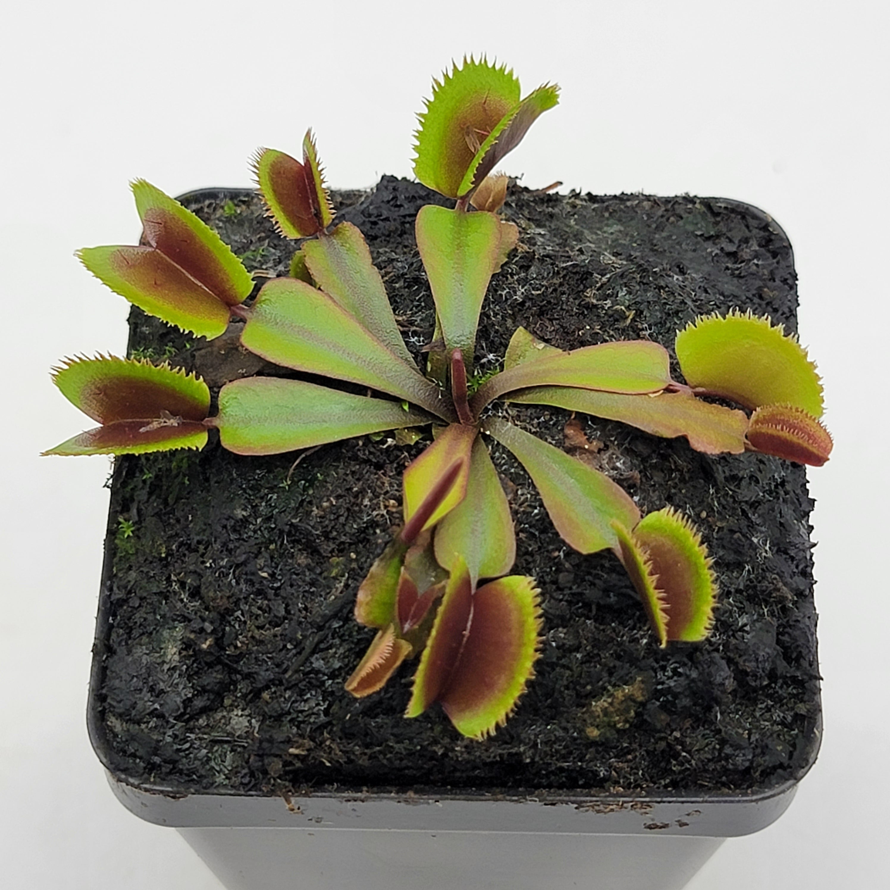Venus flytrap (Dionaea muscipula) "Midnight" - -Rainbow Carnivorous Plants LLC