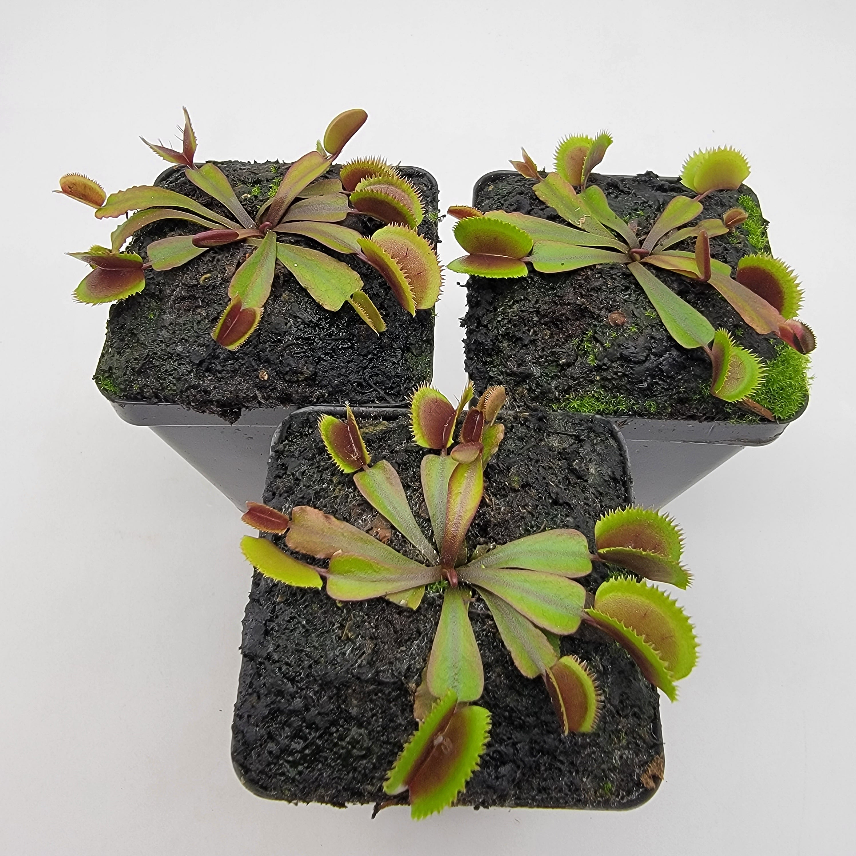 Venus flytrap (Dionaea muscipula) "Midnight" - -Rainbow Carnivorous Plants LLC