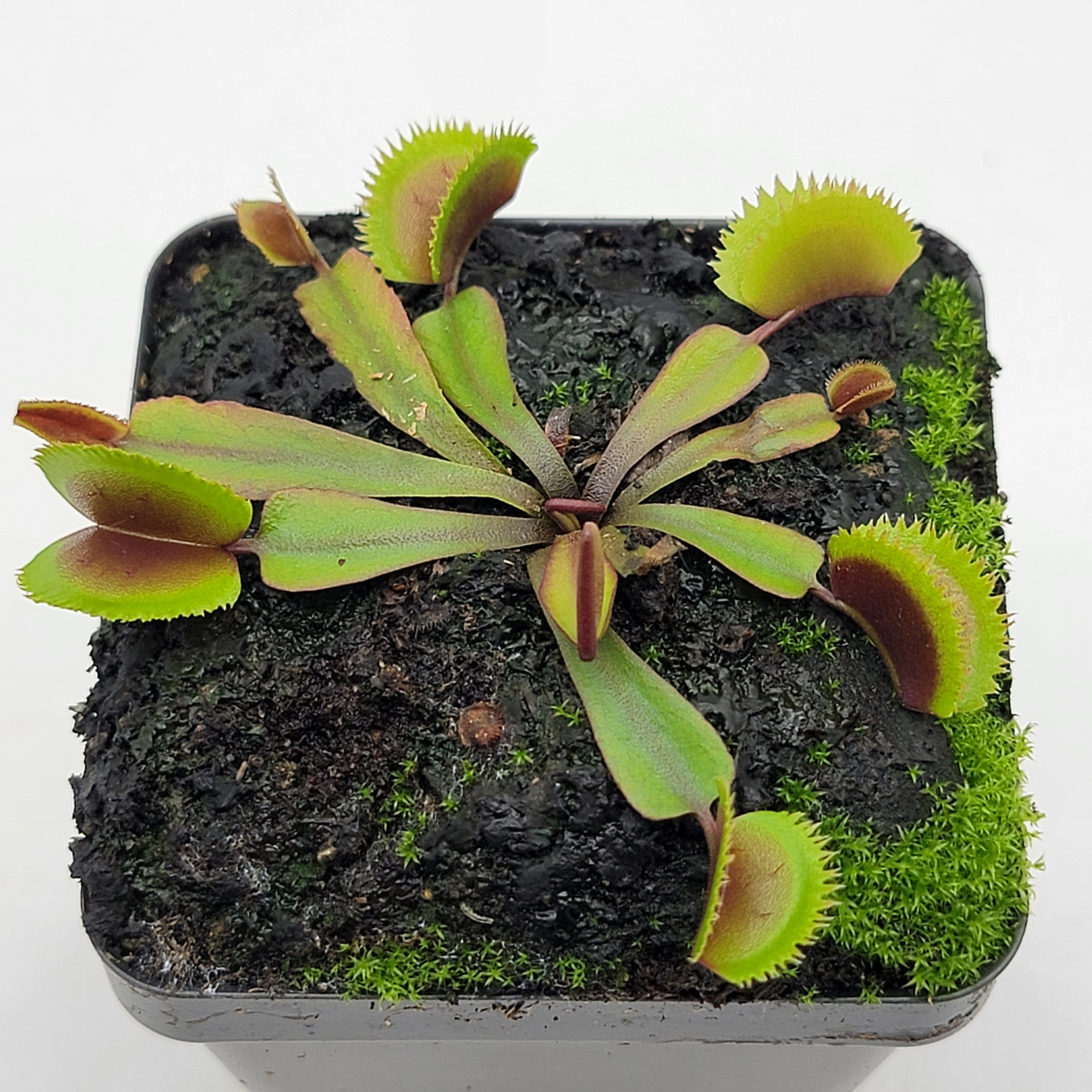 Venus flytrap (Dionaea muscipula) "Midnight" - -Rainbow Carnivorous Plants LLC