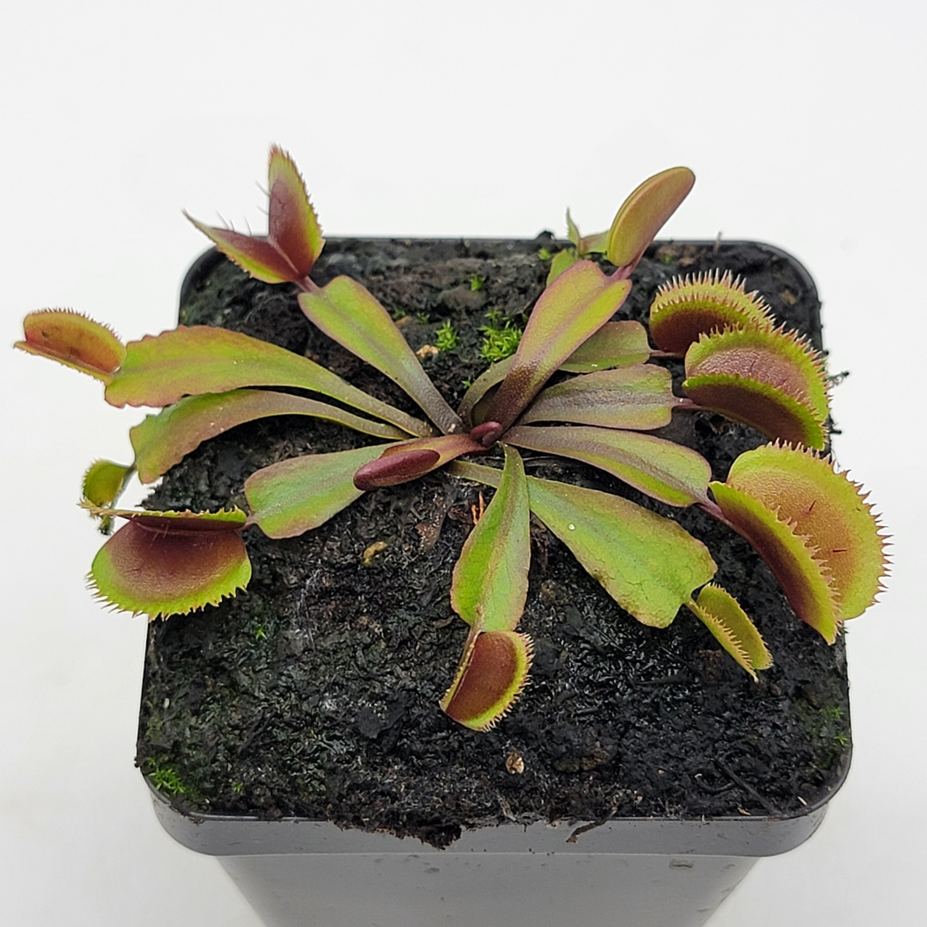 Venus flytrap (Dionaea muscipula) "Midnight" - -Rainbow Carnivorous Plants LLC