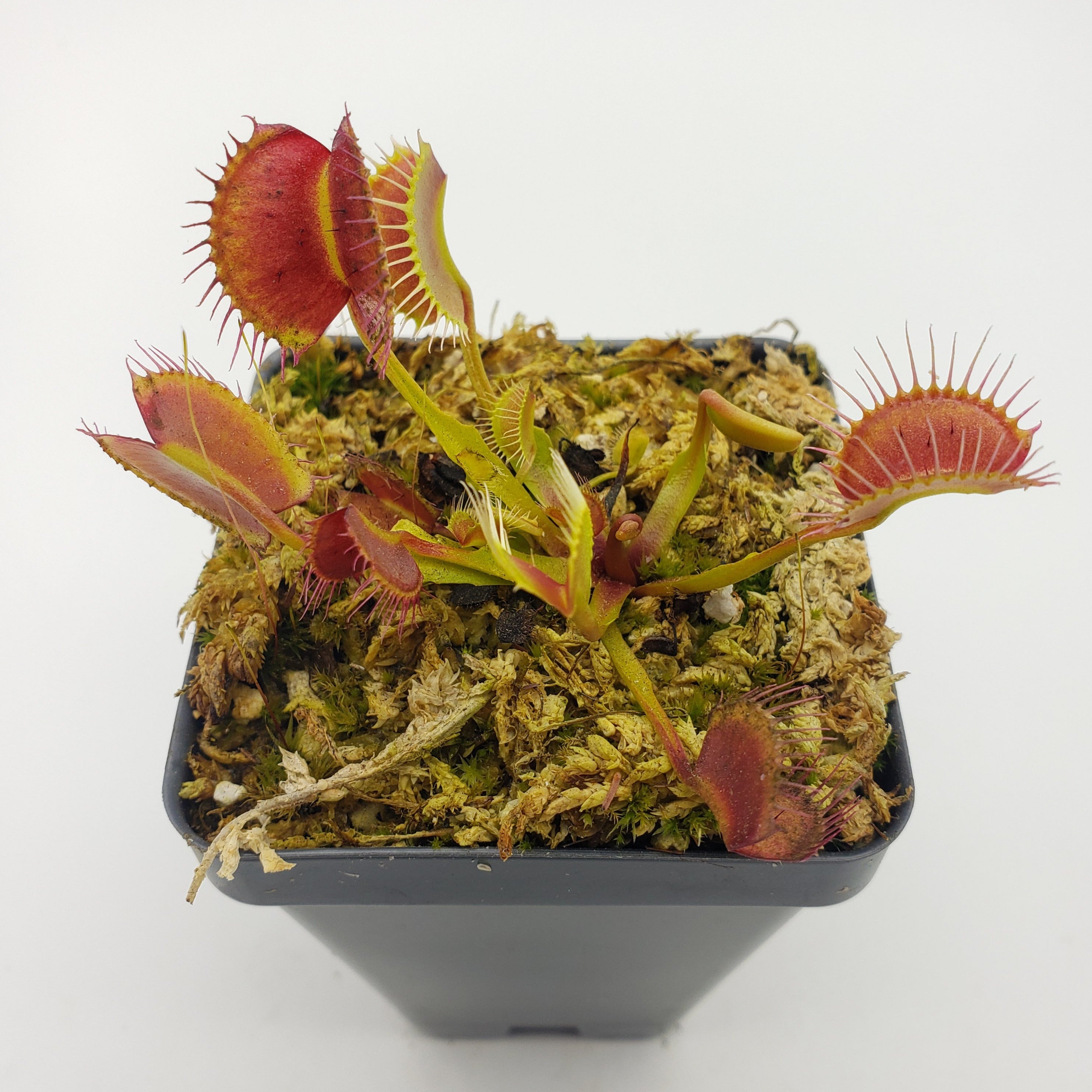 Venus flytrap (Dionaea muscipula) 'Kayan' - -Rainbow Carnivorous Plants LLC