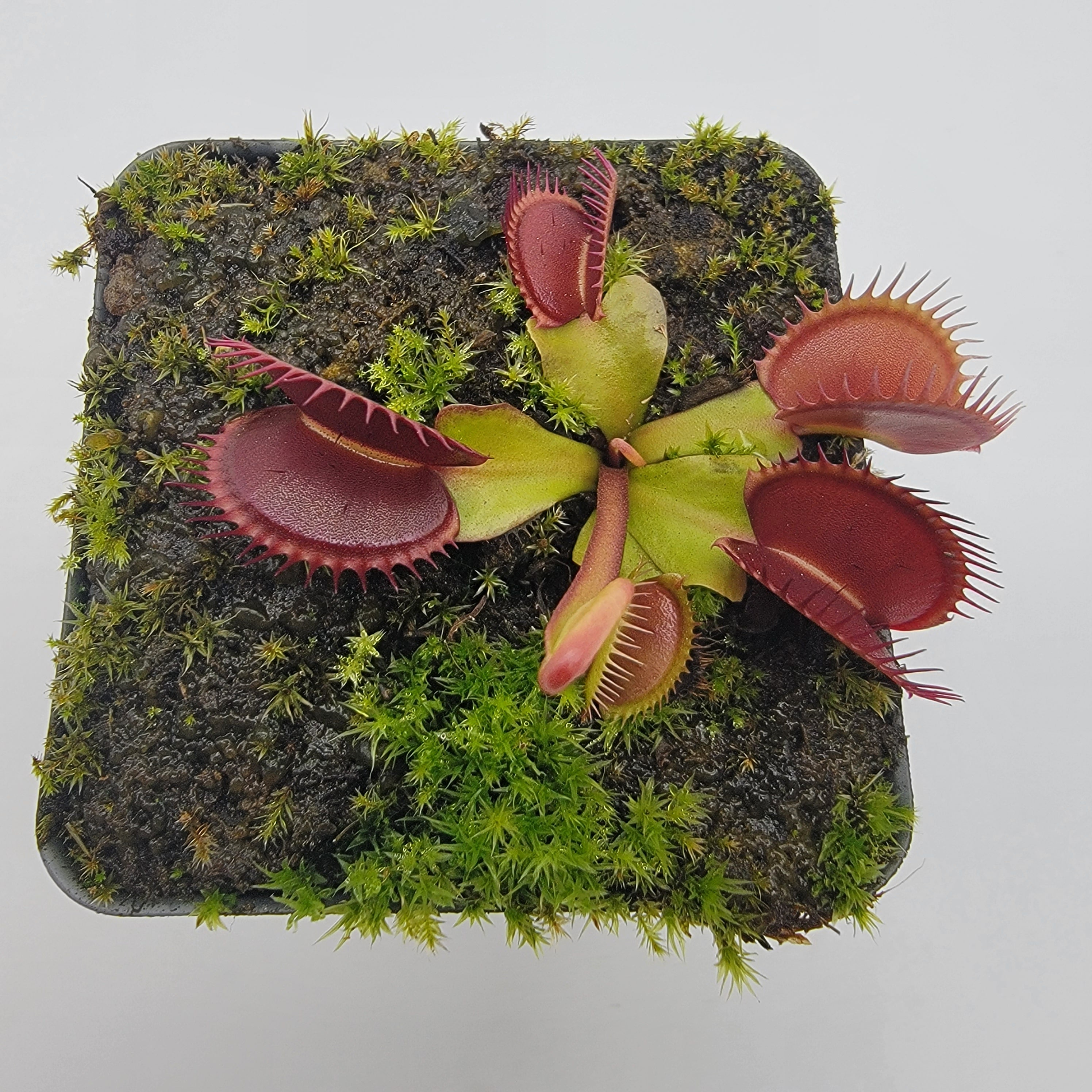 Venus flytrap (Dionaea muscipula) 'La Grosse a Guigui' - -Rainbow Carnivorous Plants LLC