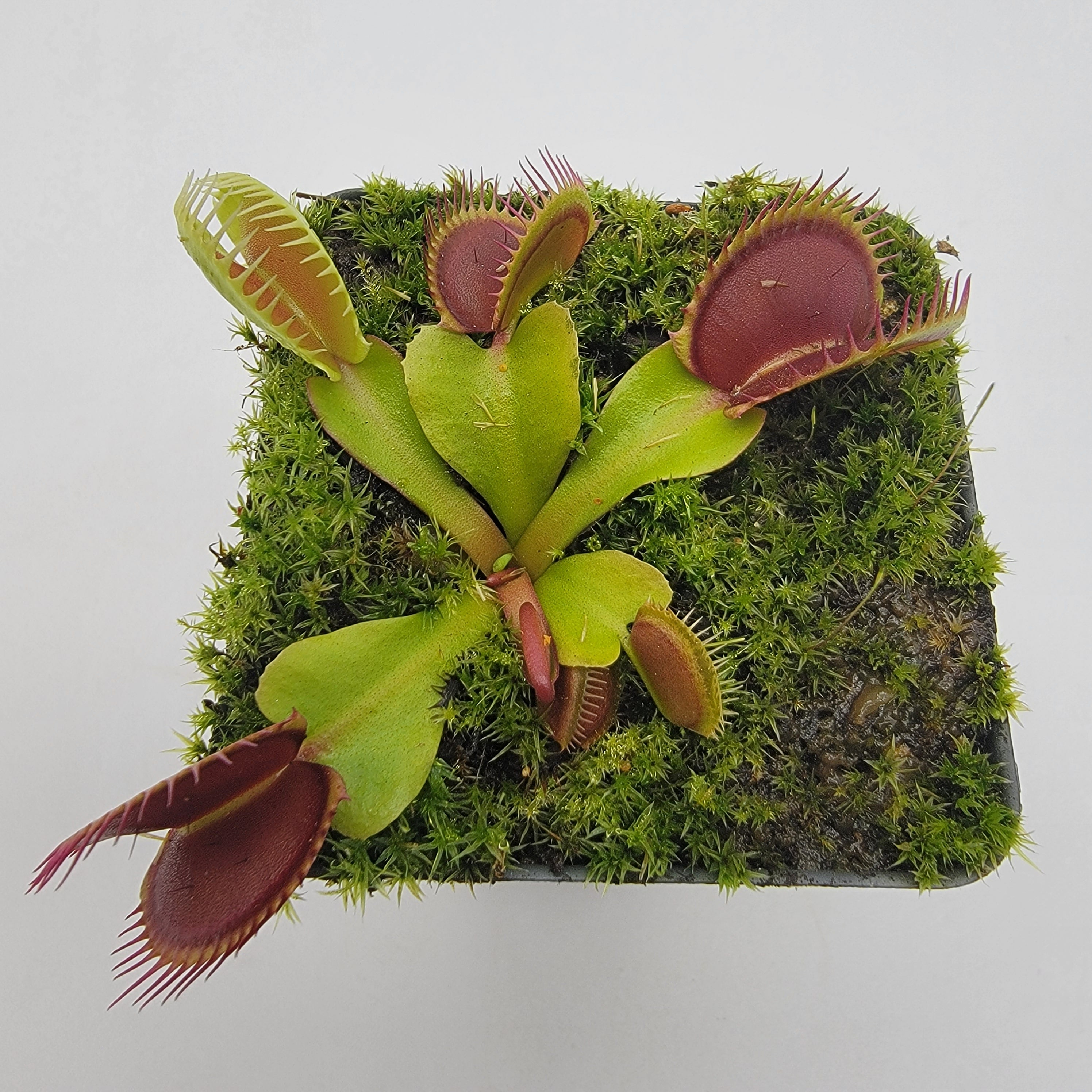 Venus flytrap (Dionaea muscipula) 'La Grosse a Guigui' - -Rainbow Carnivorous Plants LLC