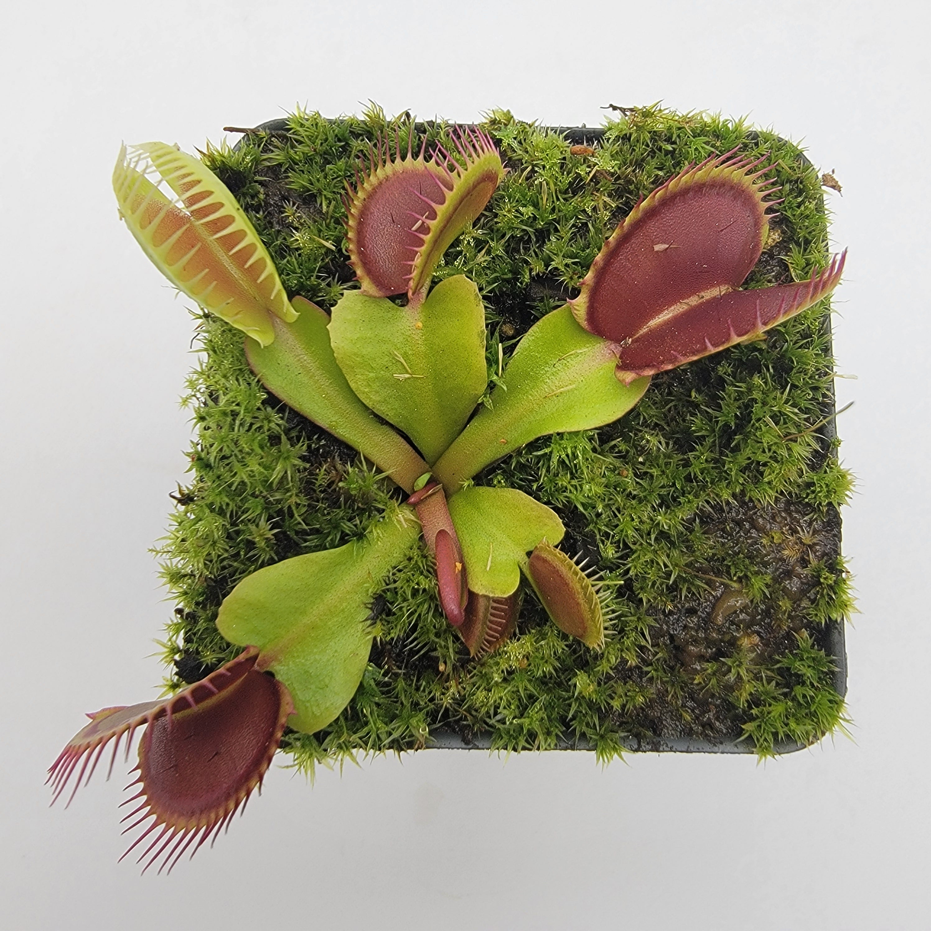 Venus flytrap (Dionaea muscipula) 'La Grosse a Guigui' - -Rainbow Carnivorous Plants LLC