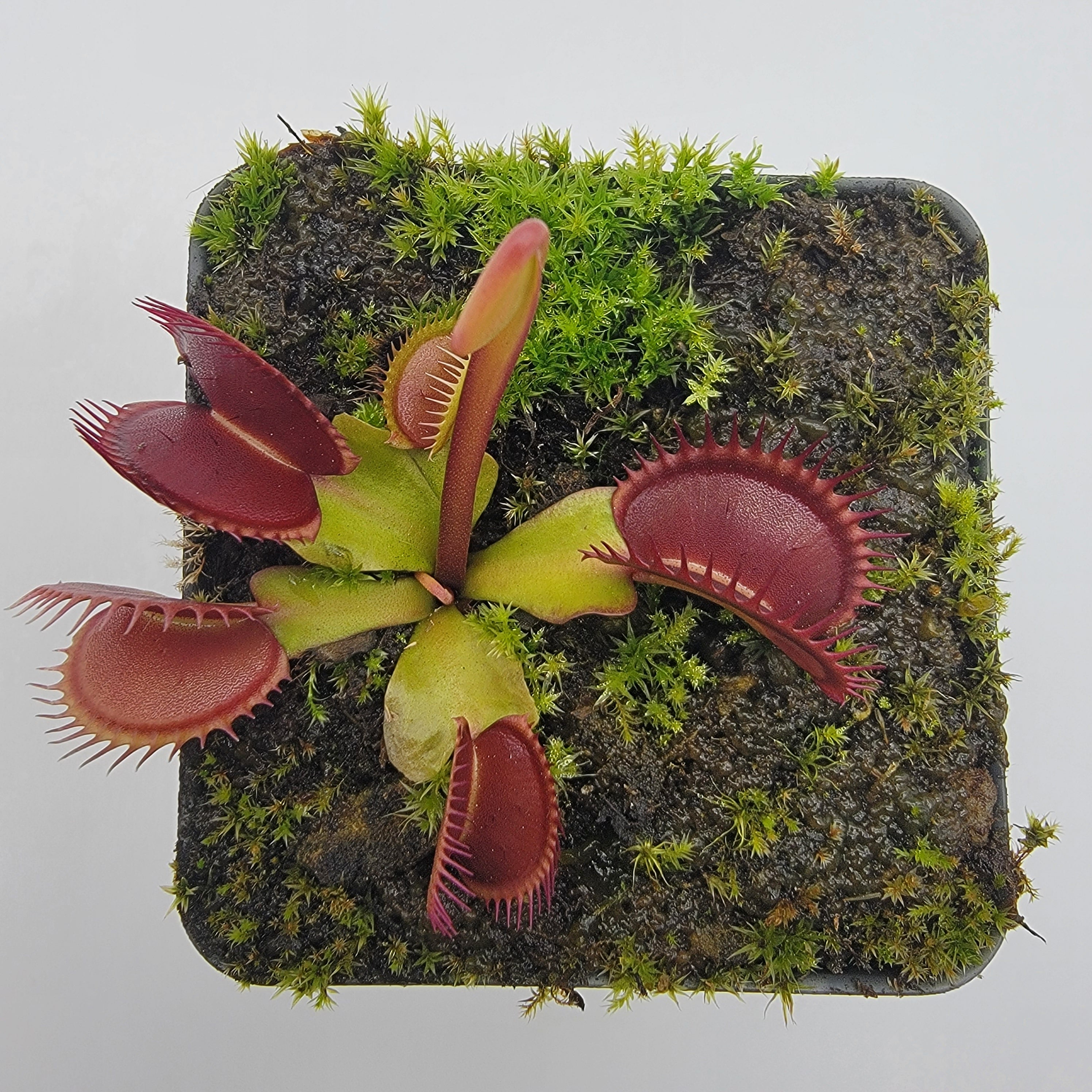 Venus flytrap (Dionaea muscipula) 'La Grosse a Guigui' - -Rainbow Carnivorous Plants LLC