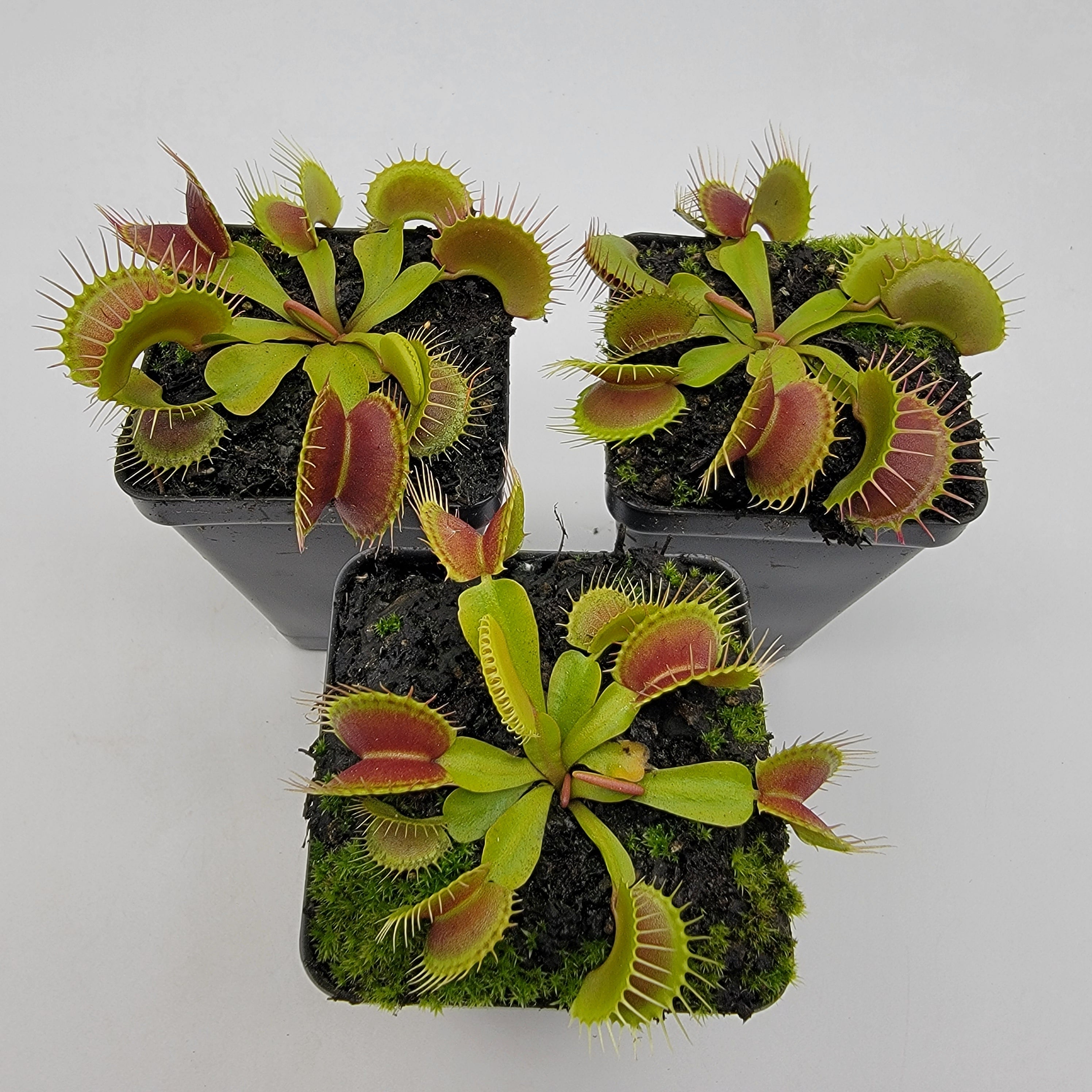 Venus flytrap (Dionaea muscipula)  'Low Giant' x 'Jaws smiley' - -Rainbow Carnivorous Plants LLC