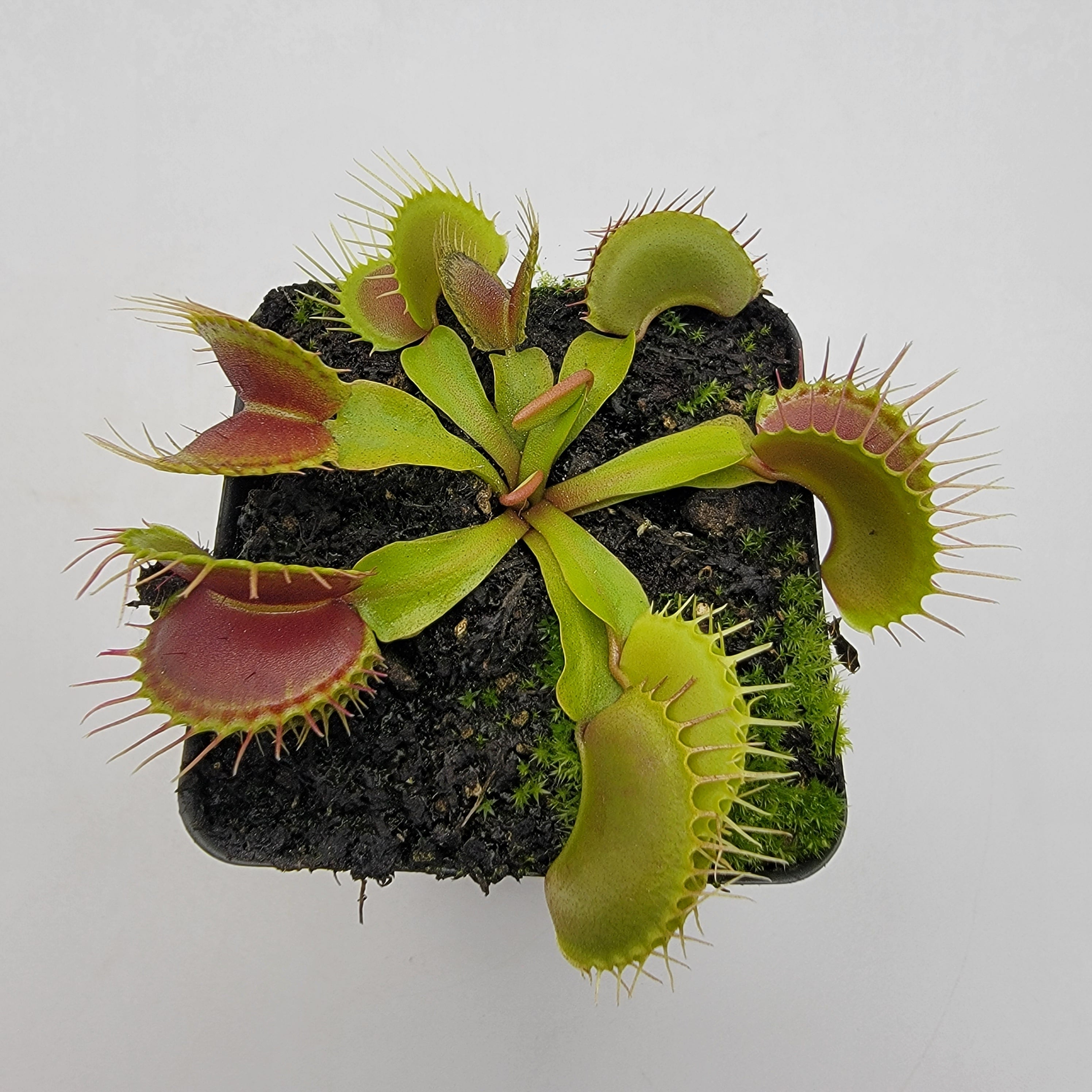 Venus flytrap (Dionaea muscipula)  'Low Giant' x 'Jaws smiley' - -Rainbow Carnivorous Plants LLC