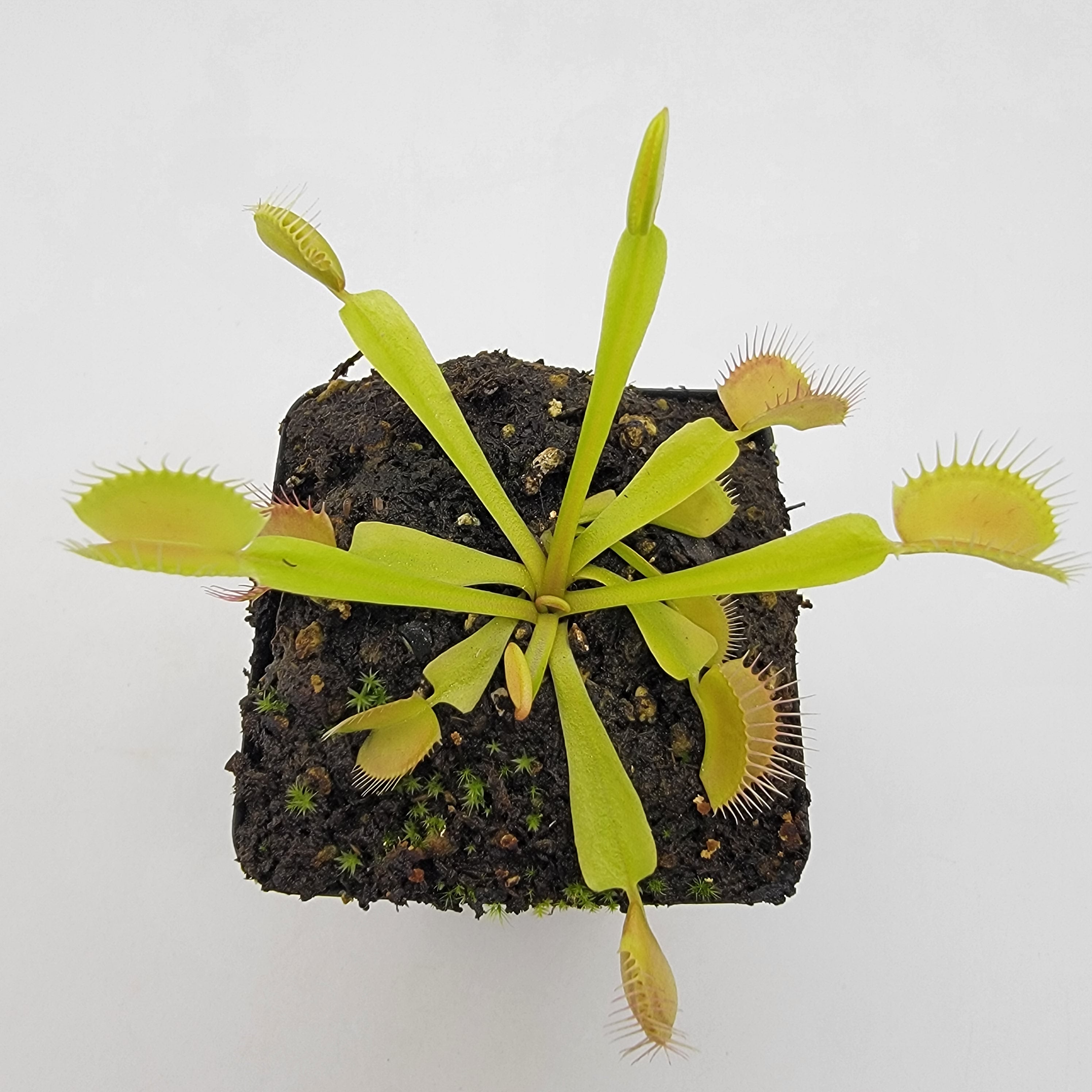 Venus flytrap (Dionaea muscipula) 'Mirror' - -Rainbow Carnivorous Plants LLC