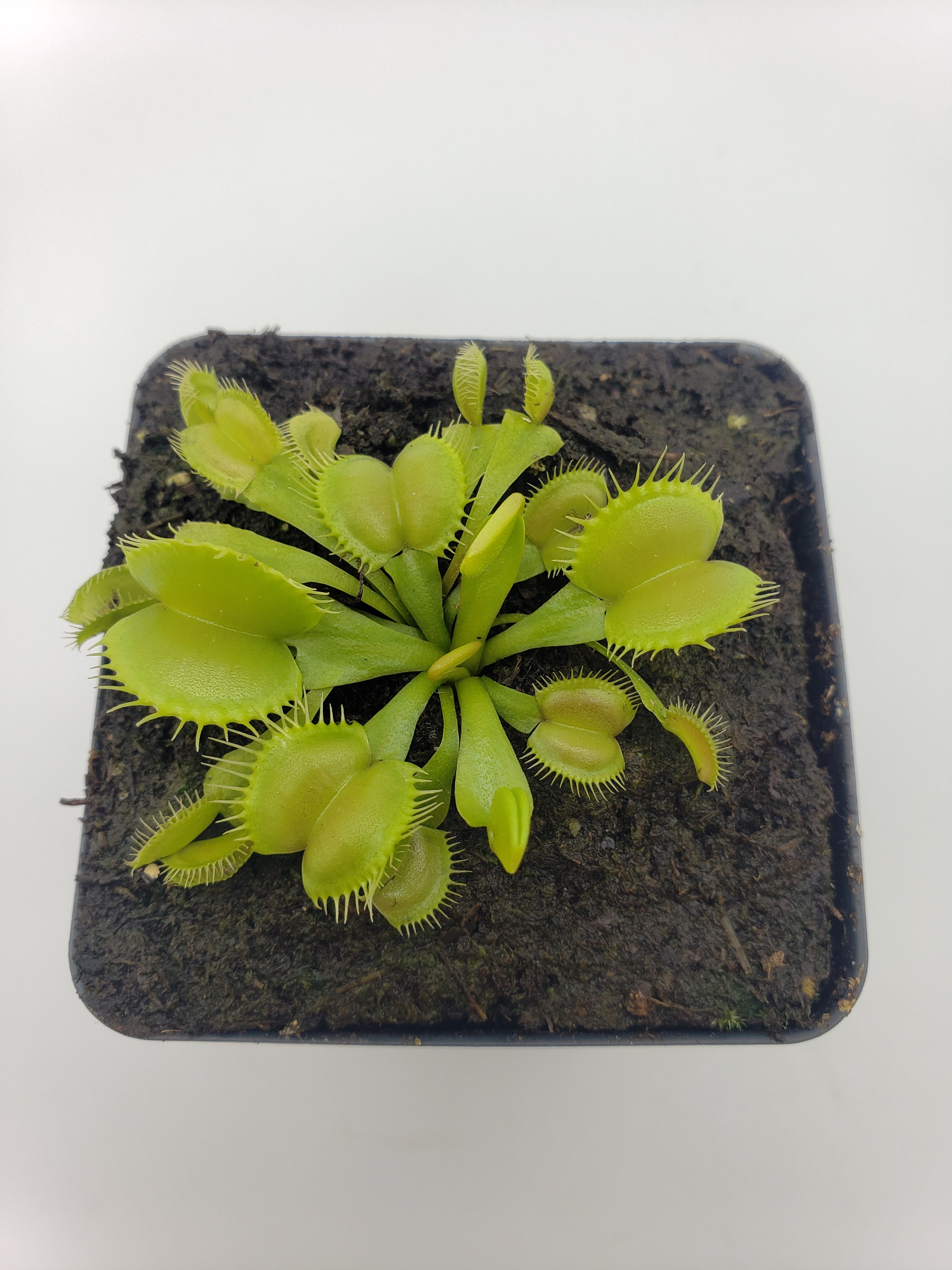 Venus flytrap (Dionaea muscipula) 'Moon trap' - -Rainbow Carnivorous Plants LLC