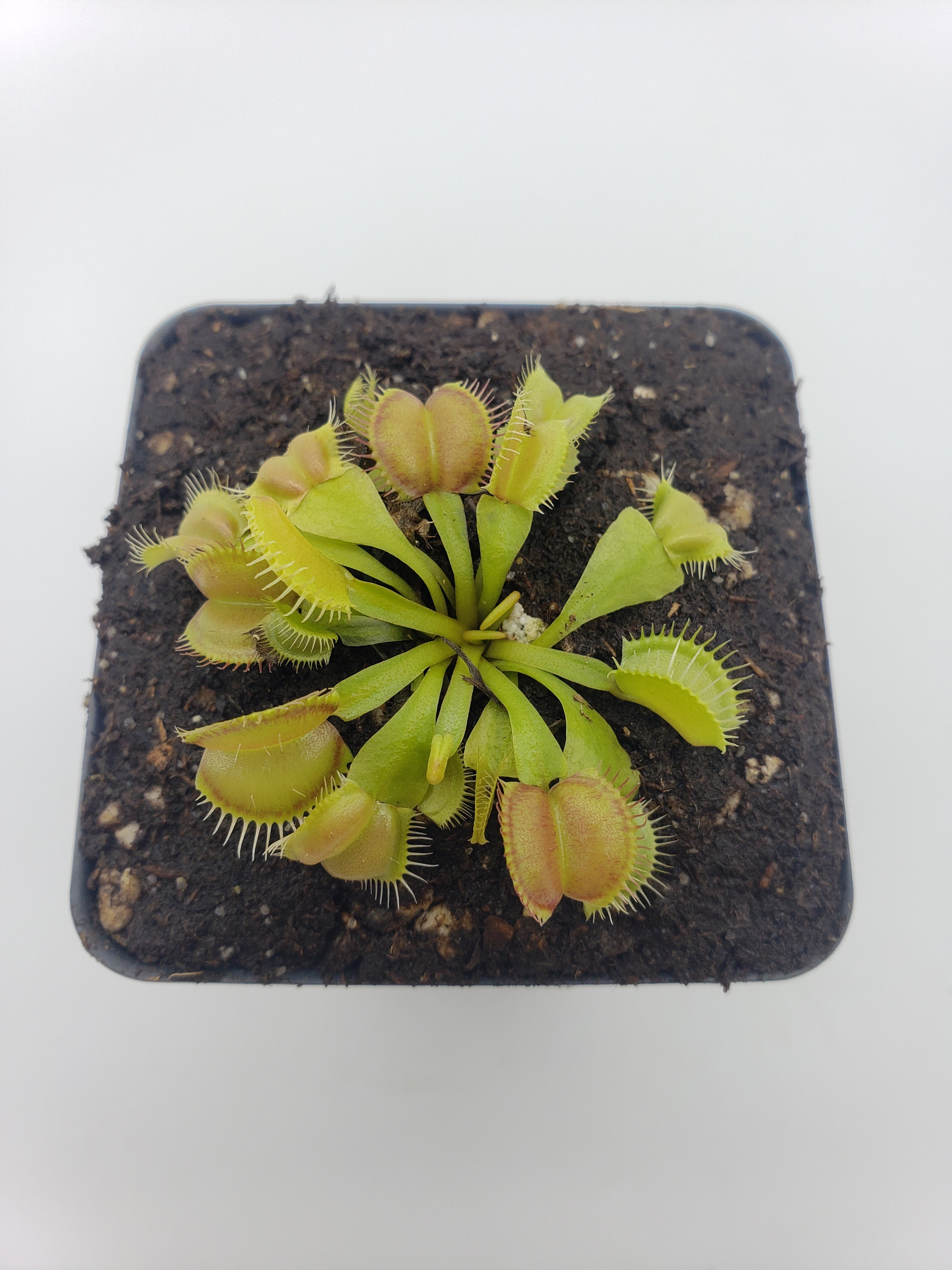 Venus flytrap (Dionaea muscipula) 'Moon trap' - -Rainbow Carnivorous Plants LLC