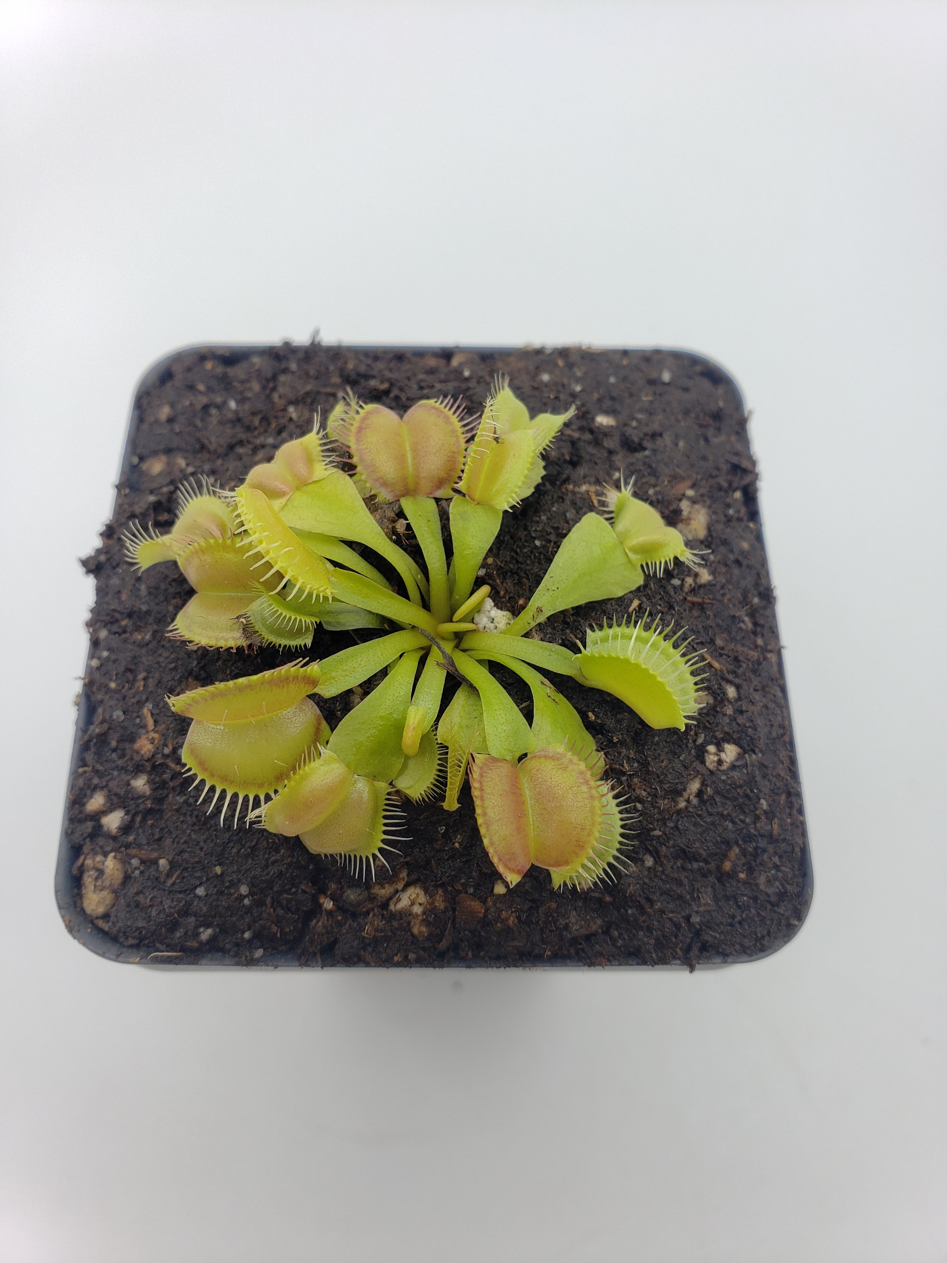Venus flytrap (Dionaea muscipula) 'Moon trap' - -Rainbow Carnivorous Plants LLC