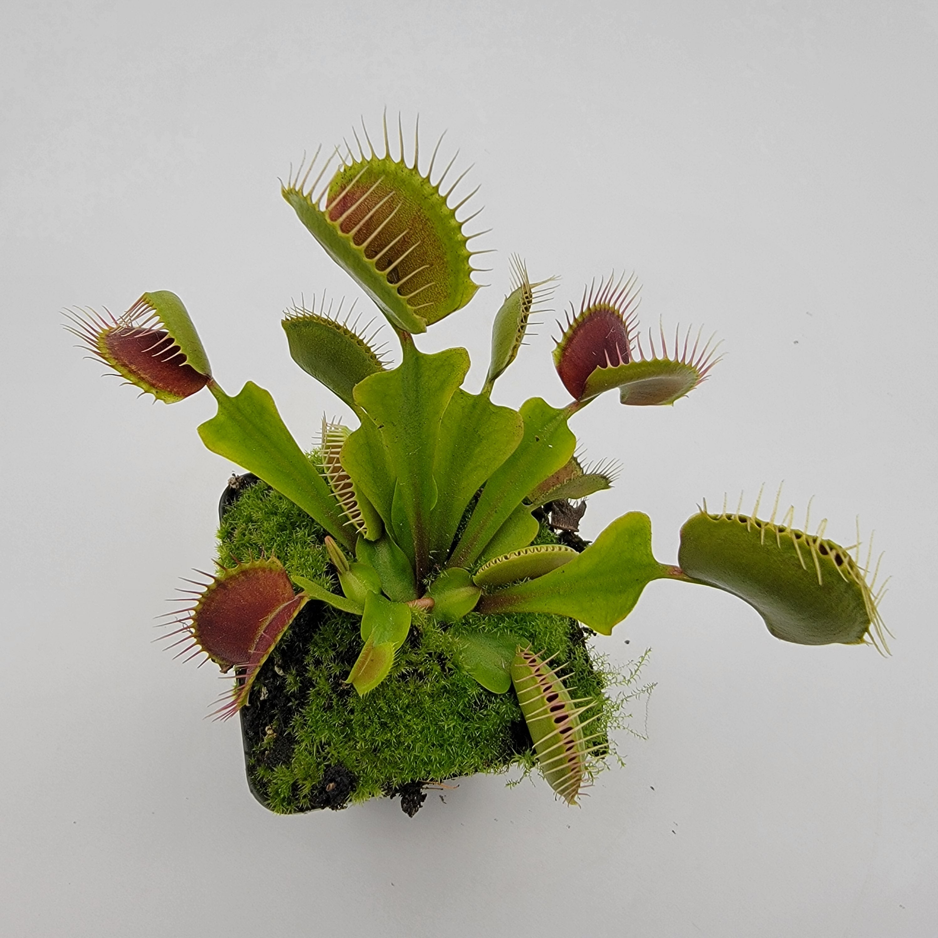 Venus flytrap (Dionaea muscipula) "Pinnacle" x 'DC-XL' - -Rainbow Carnivorous Plants LLC