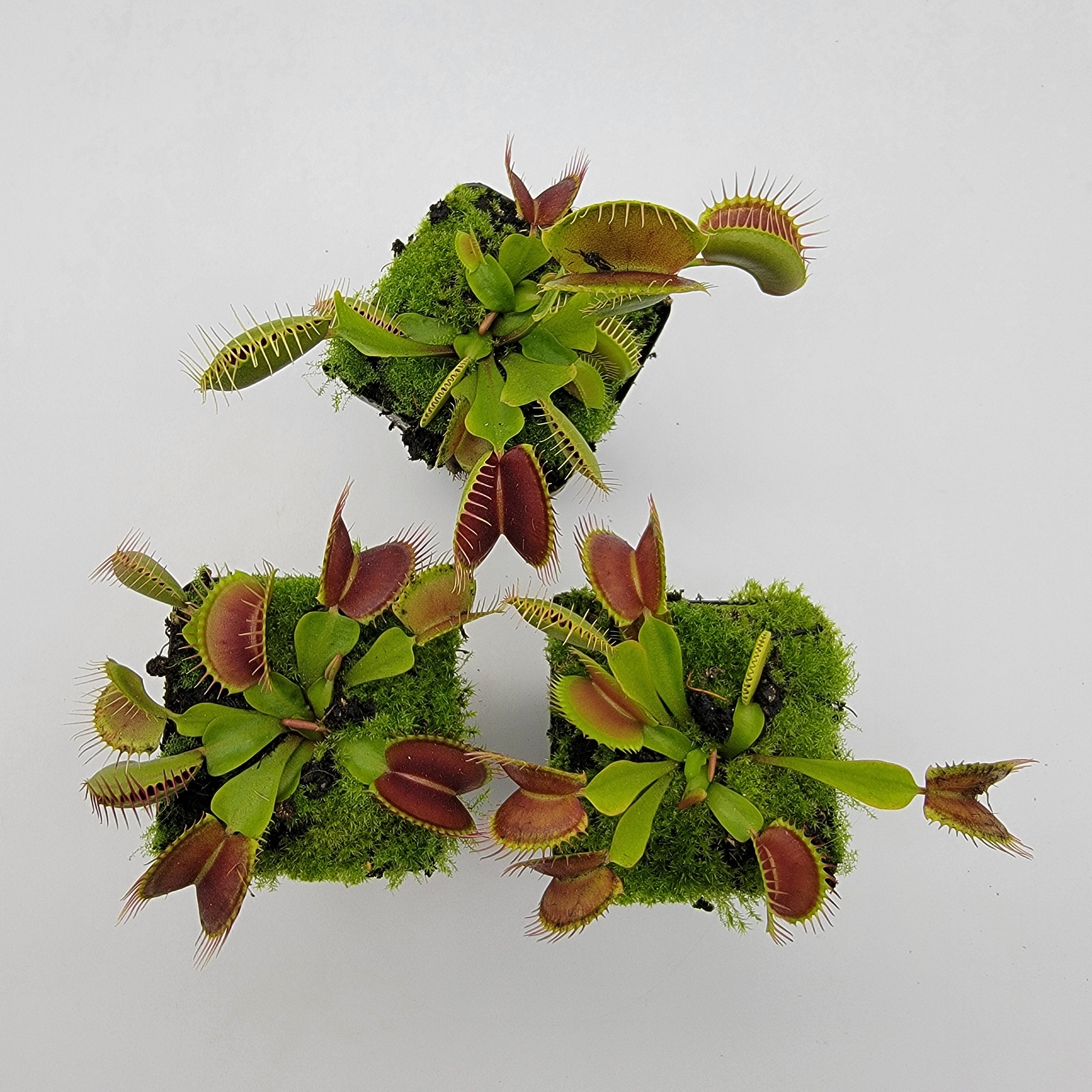 Venus flytrap (Dionaea muscipula) "Pinnacle" x 'DC-XL' - -Rainbow Carnivorous Plants LLC