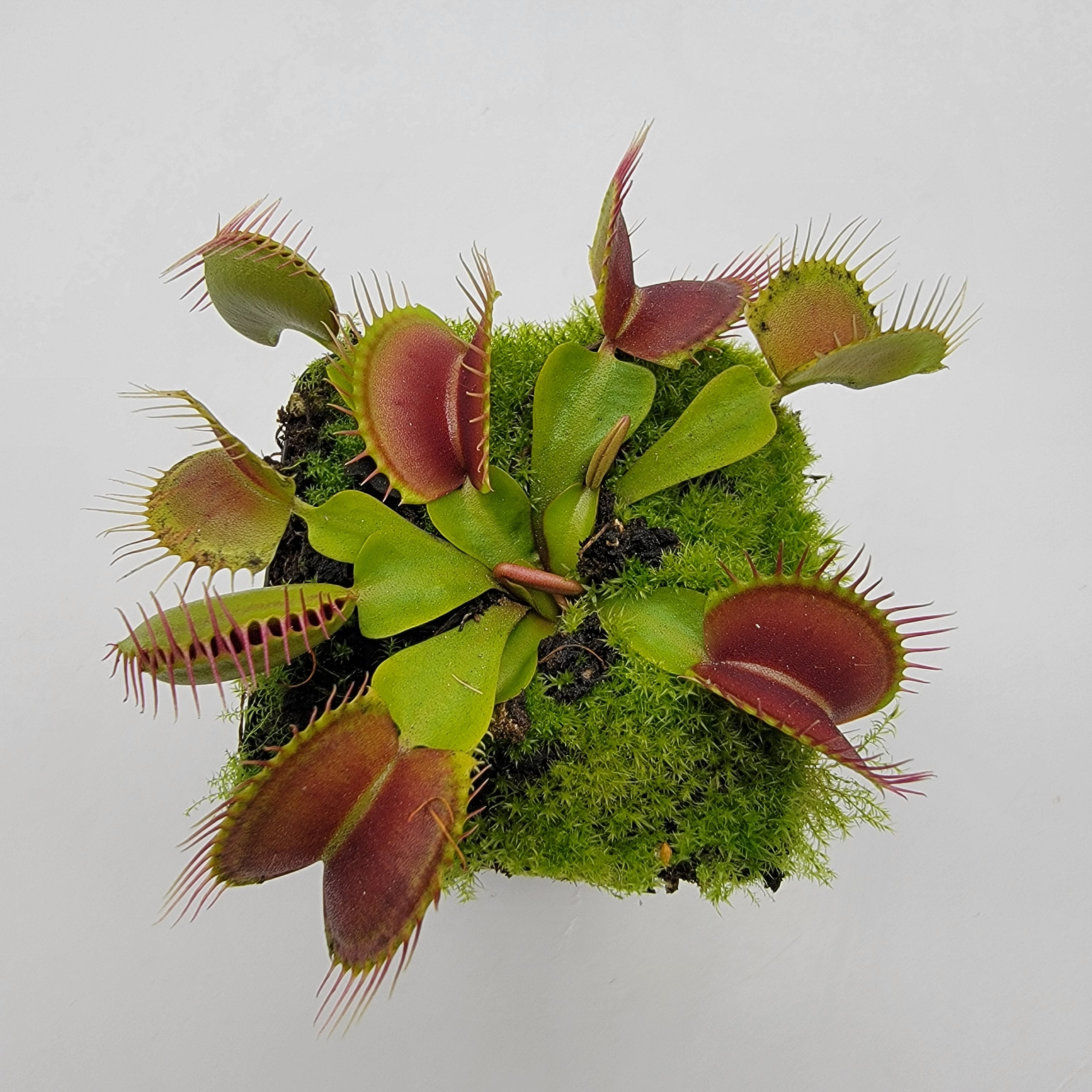 Venus flytrap (Dionaea muscipula) "Pinnacle" x 'DC-XL' - -Rainbow Carnivorous Plants LLC