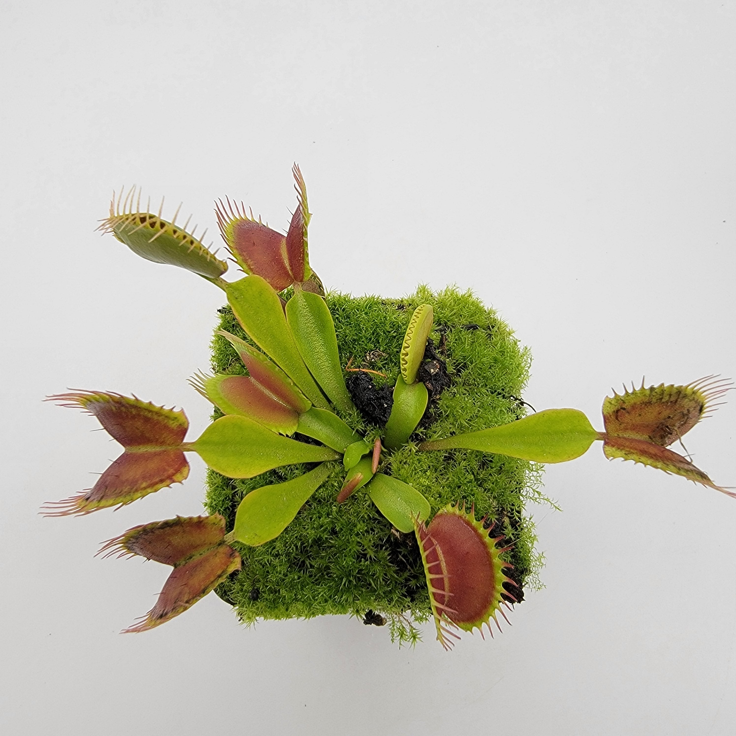 Venus flytrap (Dionaea muscipula) "Pinnacle" x 'DC-XL' - -Rainbow Carnivorous Plants LLC