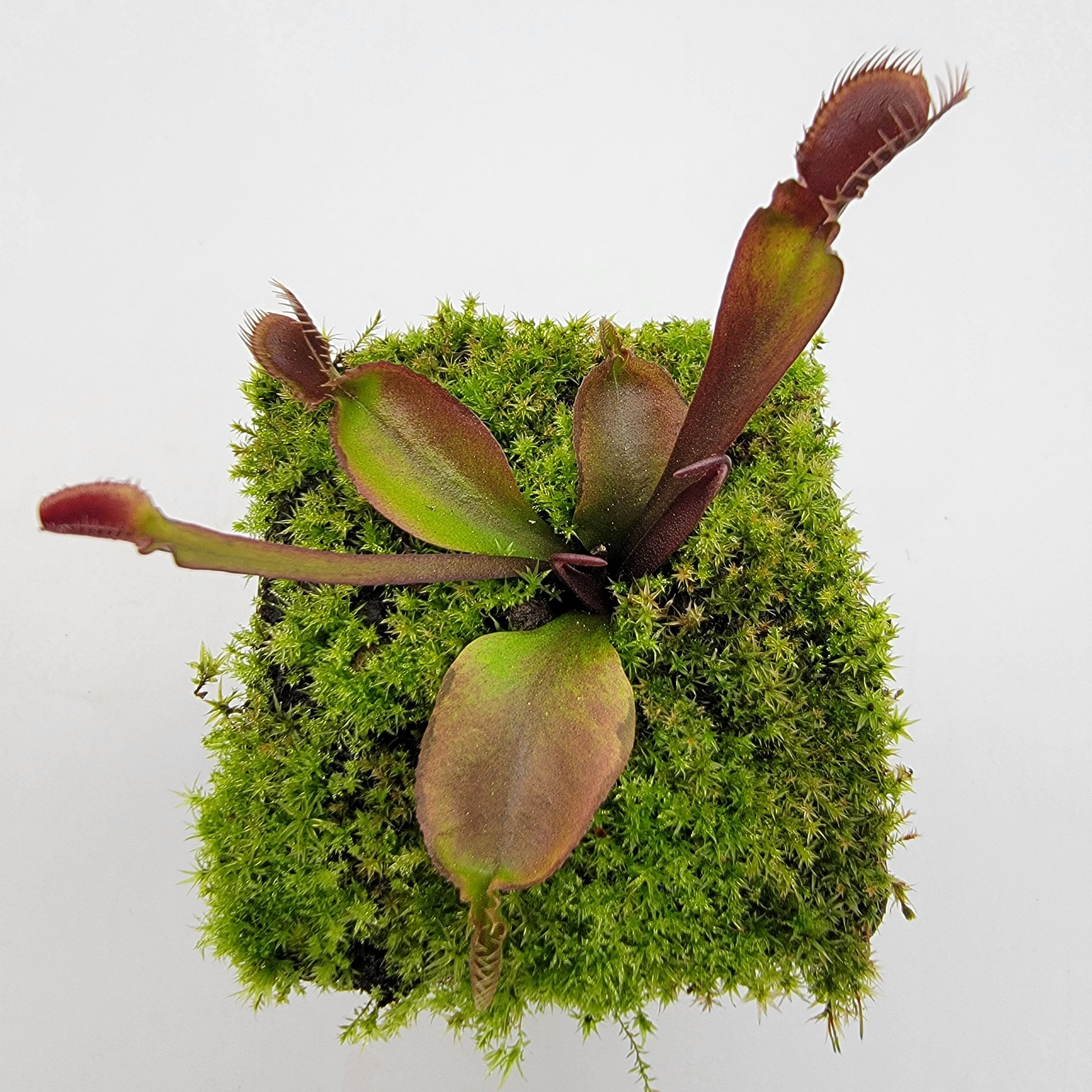 Venus flytrap (Dionaea muscipula) 'Red fused petiole' - -Rainbow Carnivorous Plants LLC