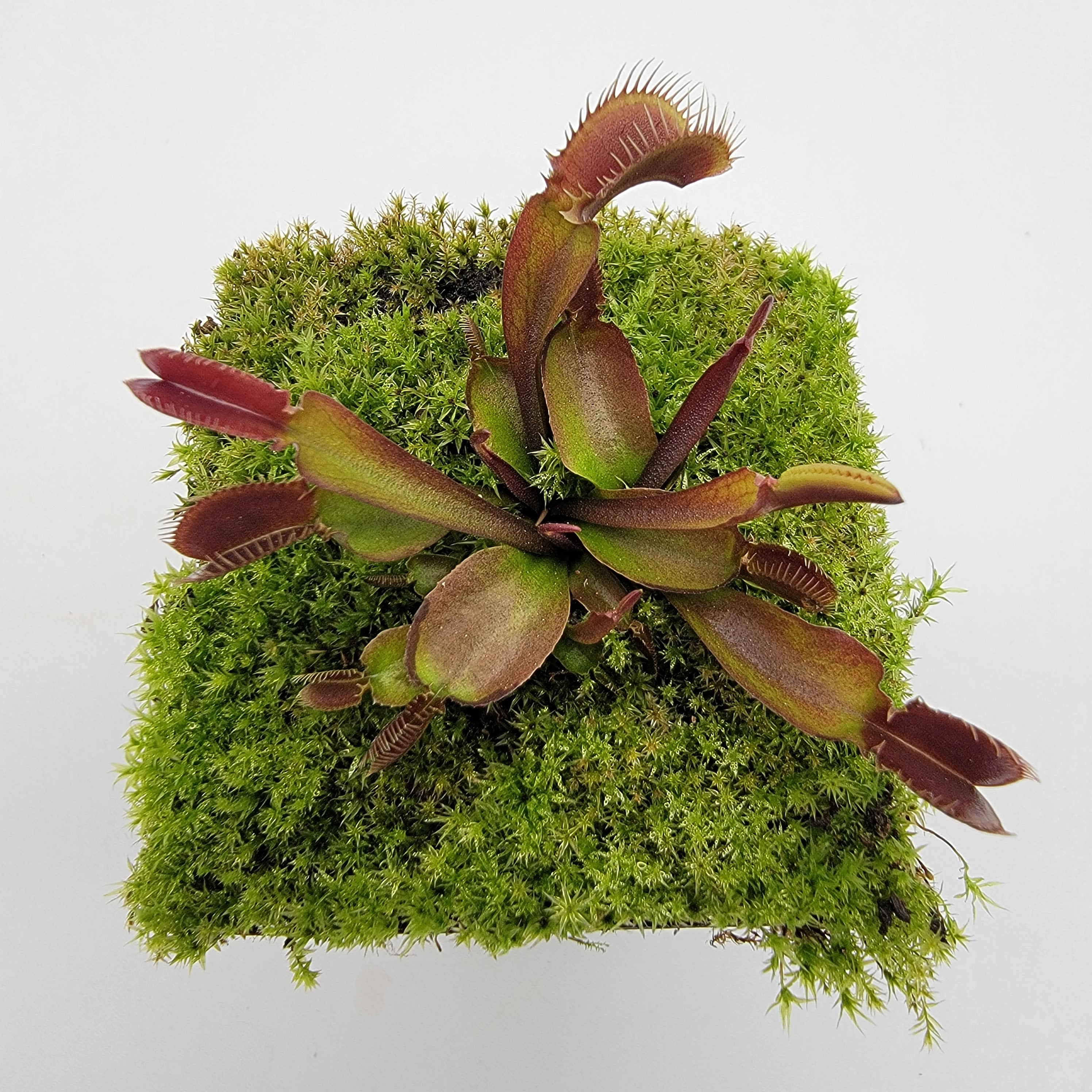 Venus flytrap (Dionaea muscipula) 'Red fused petiole' - -Rainbow Carnivorous Plants LLC