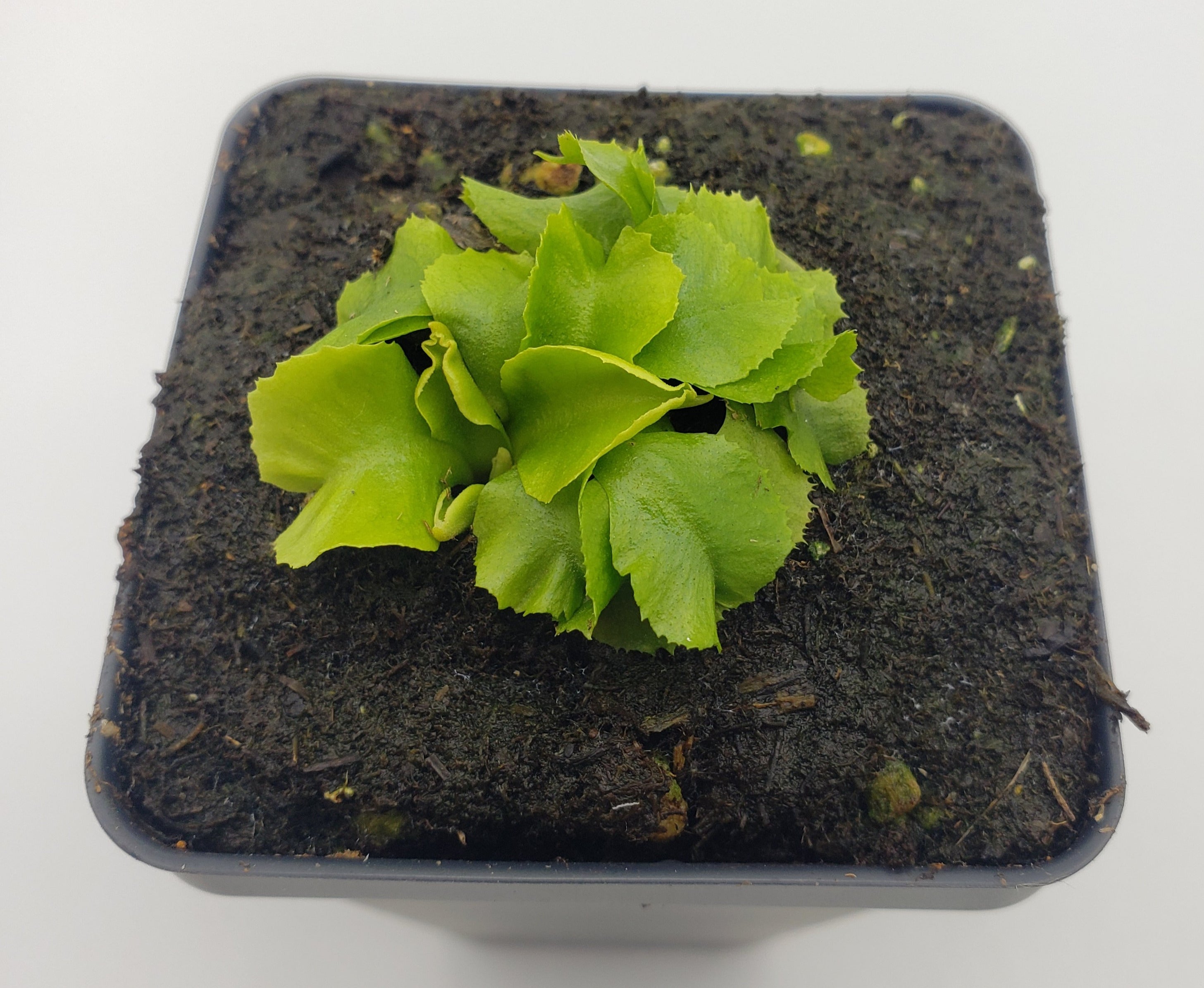 Venus flytrap (Dionaea muscipula) "GJ Rose" - -Rainbow Carnivorous Plants LLC