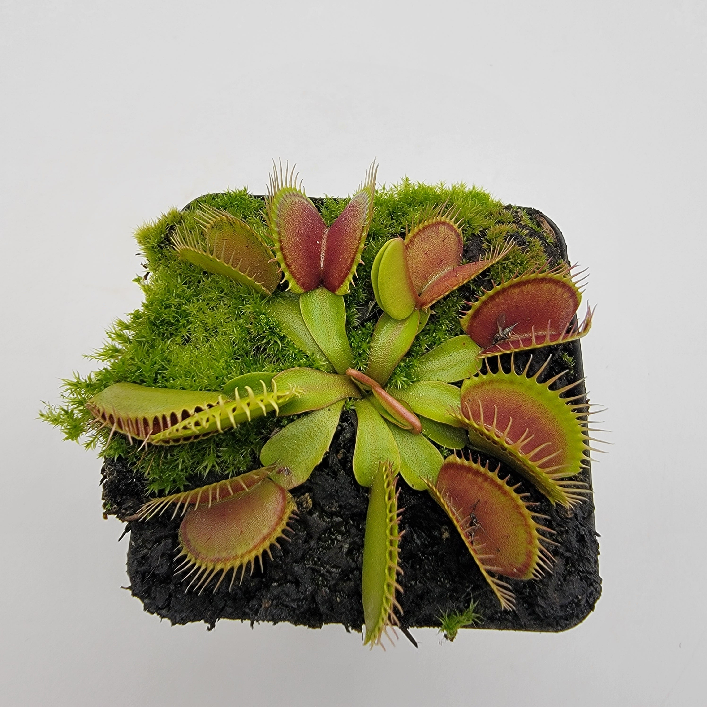 Venus flytrap (Dionaea muscipula) 'Southwest Giant' - -Rainbow Carnivorous Plants LLC