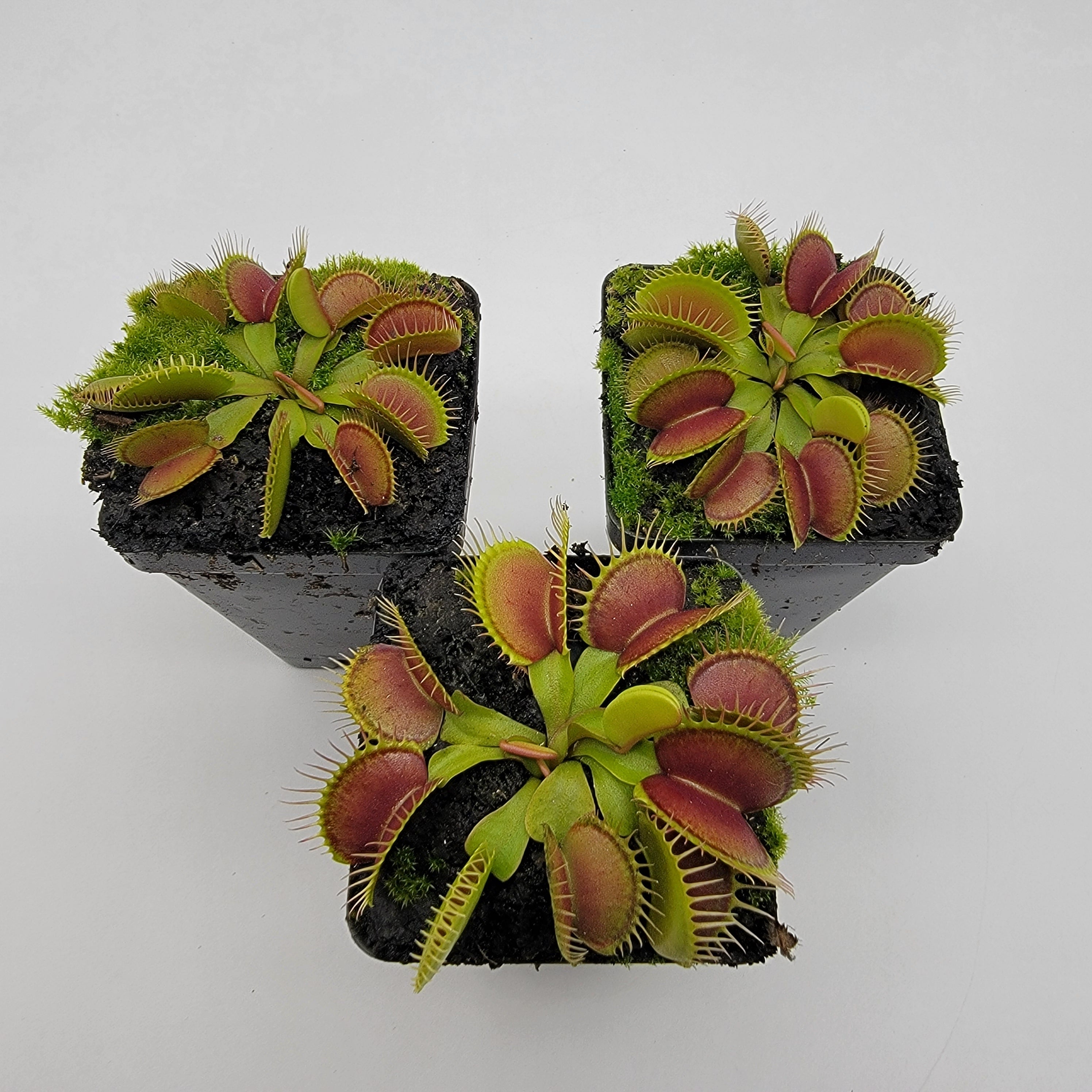 Venus flytrap (Dionaea muscipula) 'Southwest Giant' - -Rainbow Carnivorous Plants LLC
