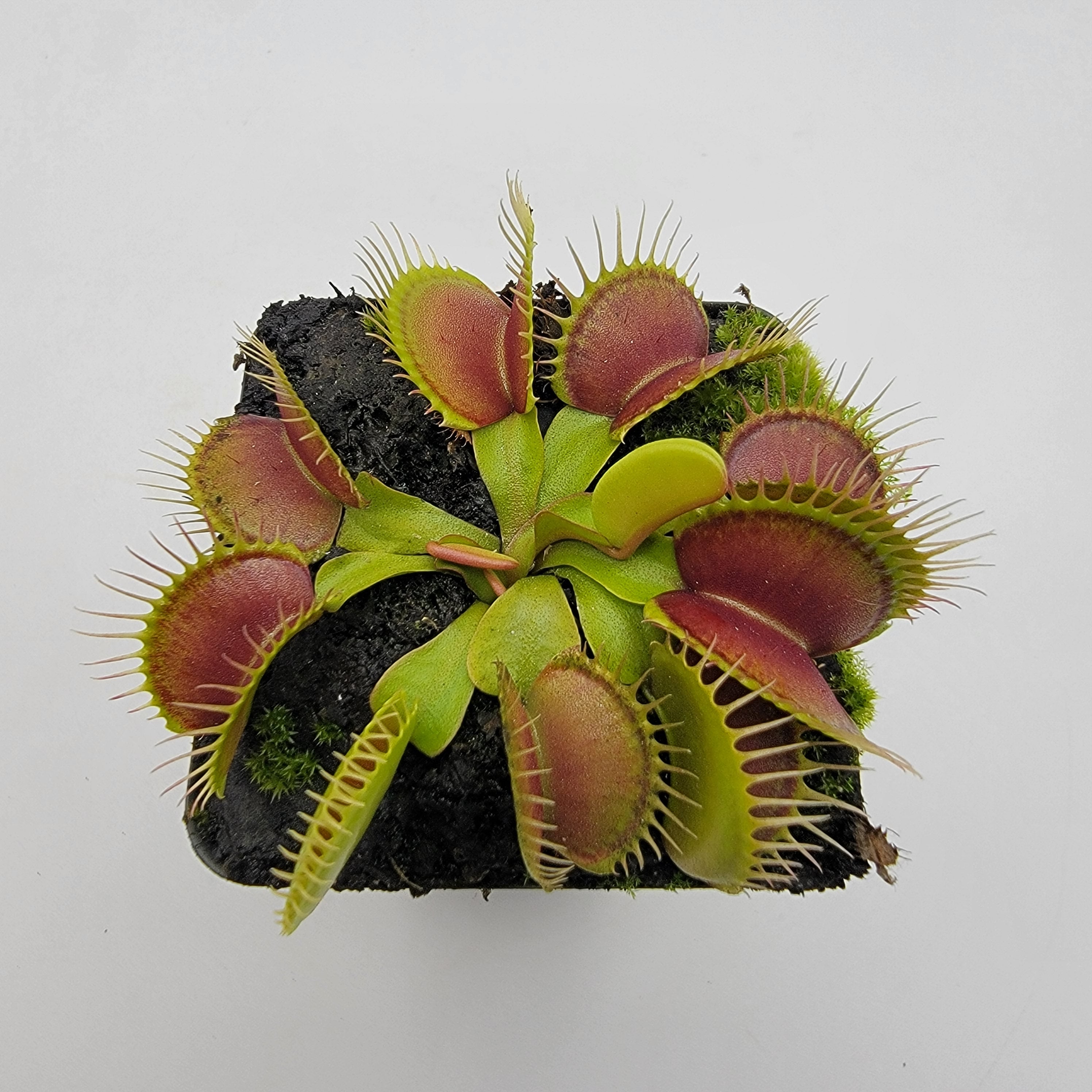 Venus flytrap (Dionaea muscipula) 'Southwest Giant' - -Rainbow Carnivorous Plants LLC