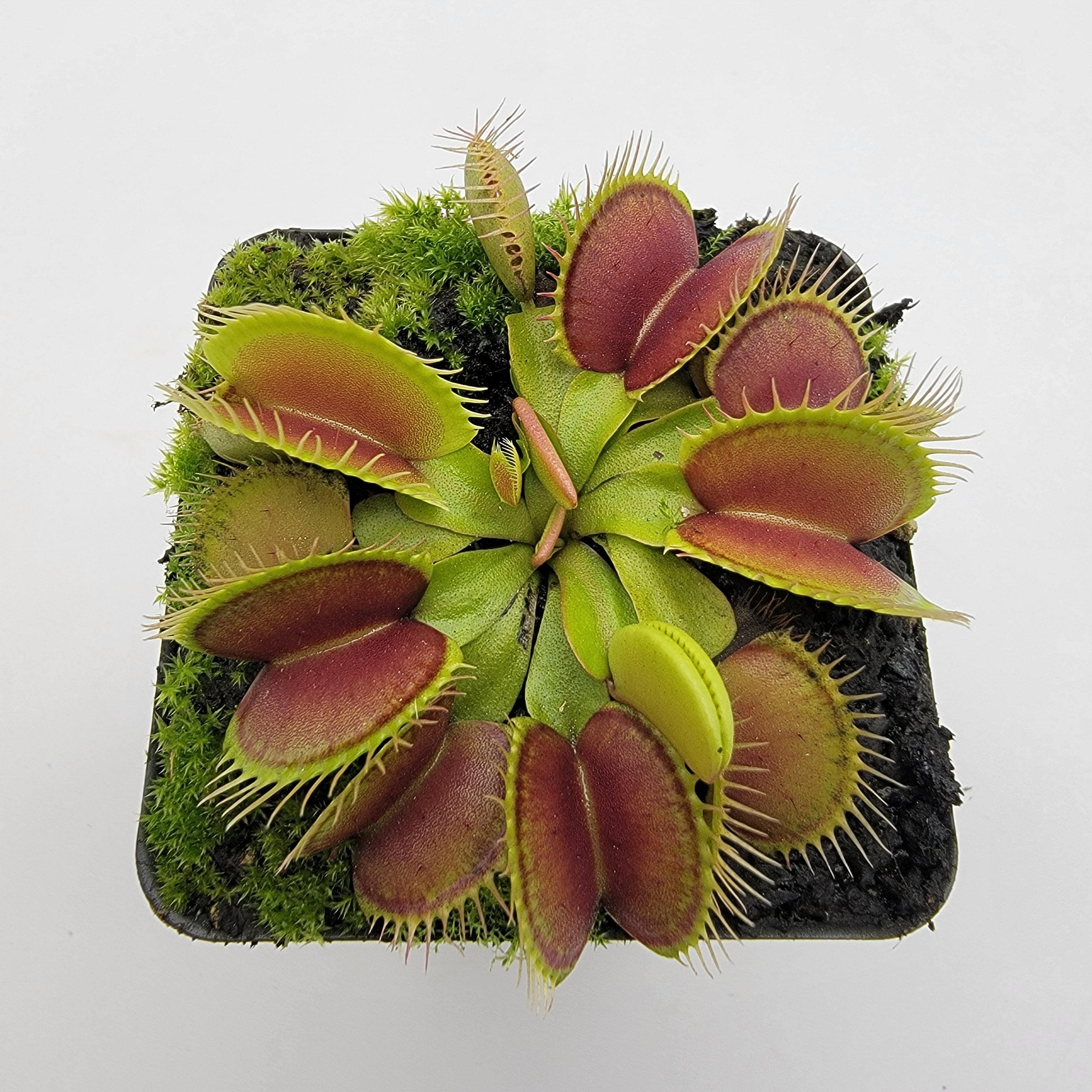 Venus flytrap (Dionaea muscipula) 'Southwest Giant' - -Rainbow Carnivorous Plants LLC