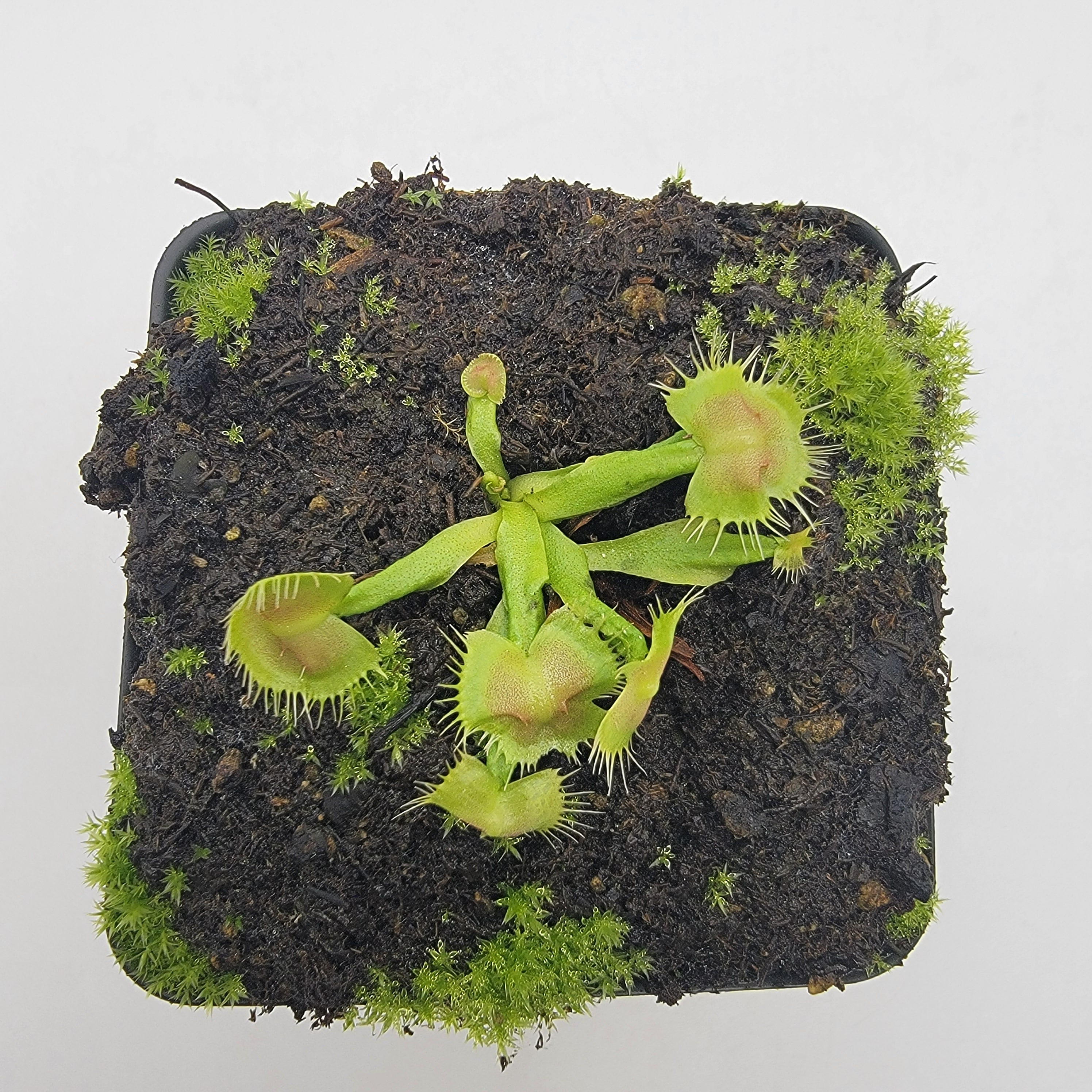 Venus flytrap (Dionaea muscipula) ‘Spiderman’ - -Rainbow Carnivorous Plants LLC