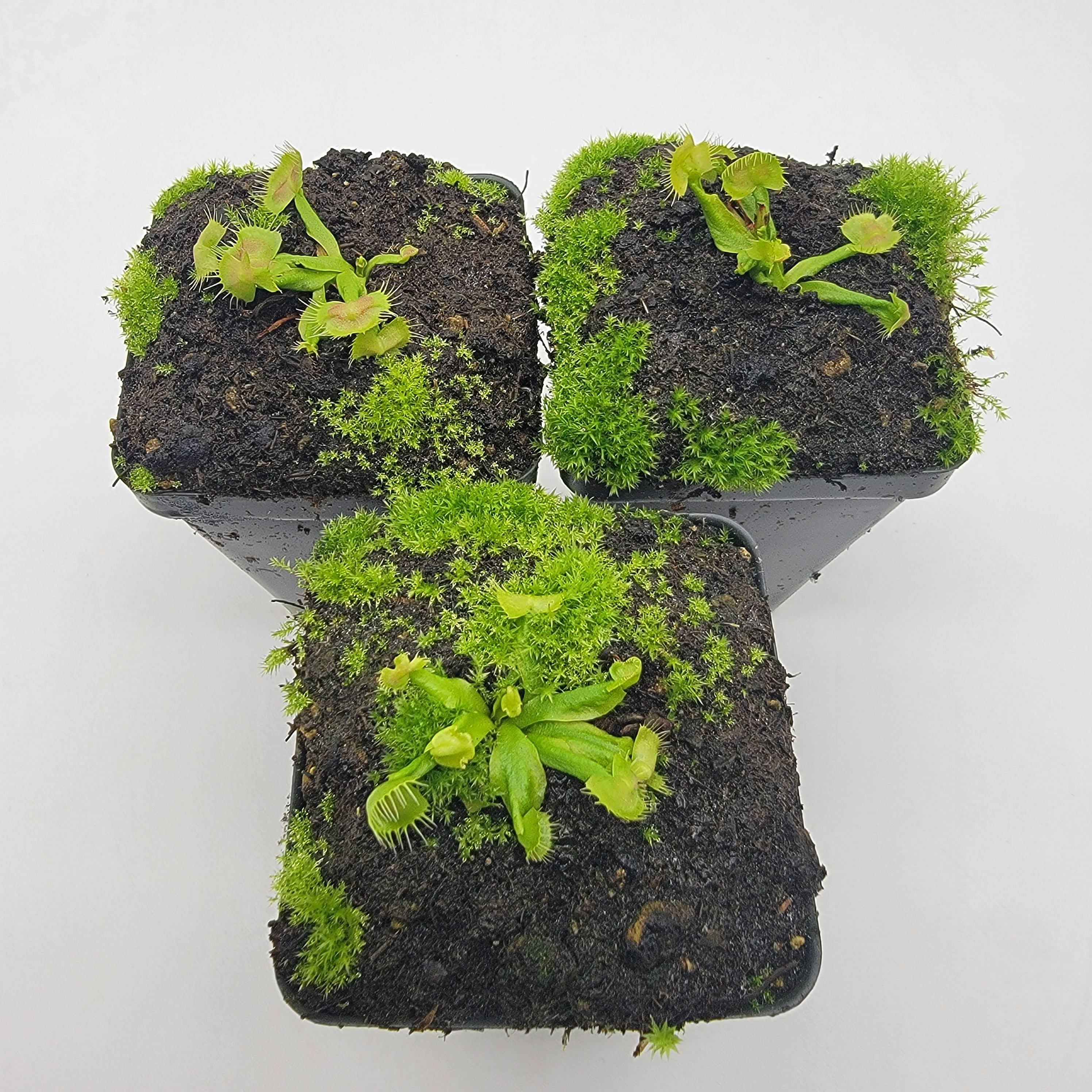 Venus flytrap (Dionaea muscipula) ‘Spiderman’ - -Rainbow Carnivorous Plants LLC