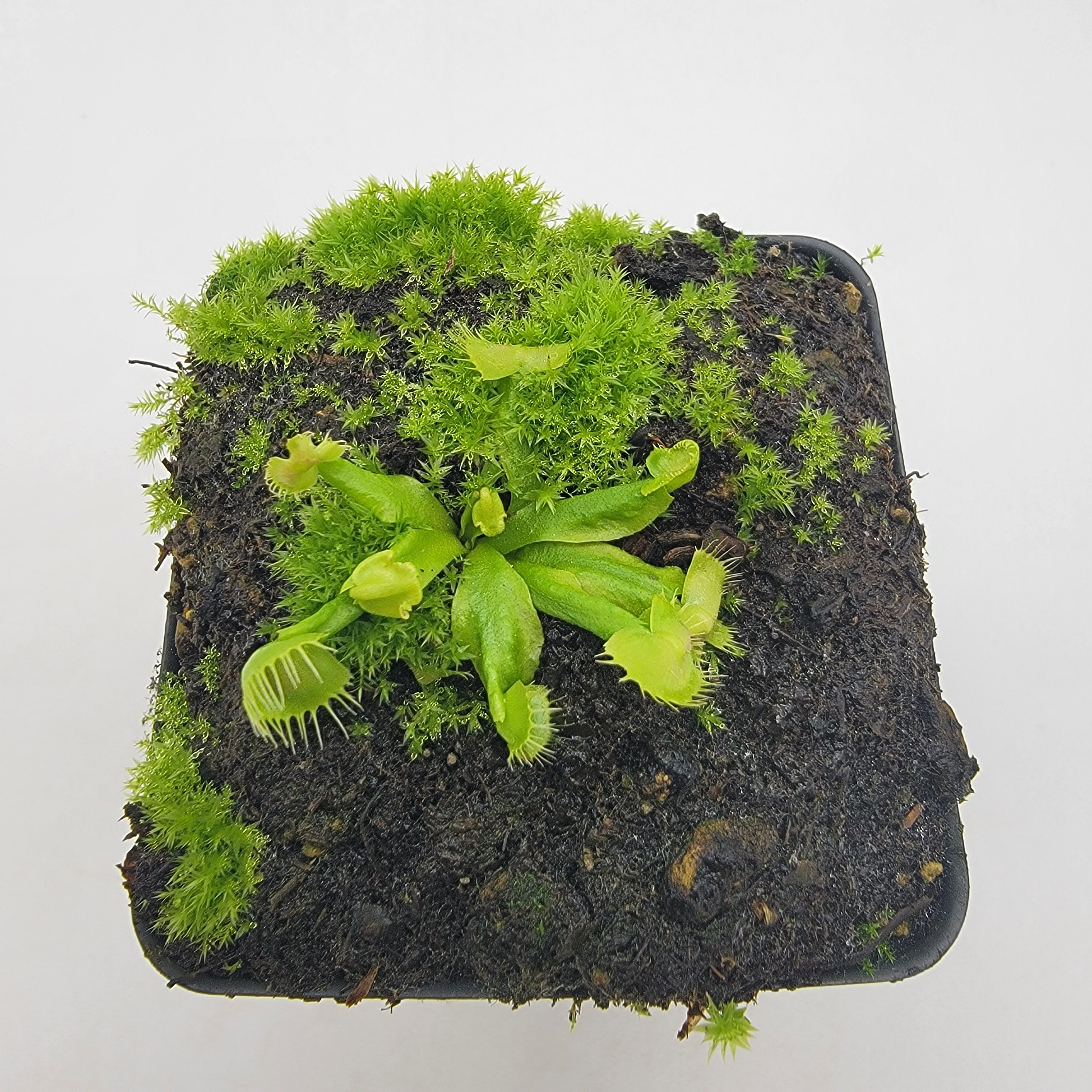 Venus flytrap (Dionaea muscipula) ‘Spiderman’ - -Rainbow Carnivorous Plants LLC