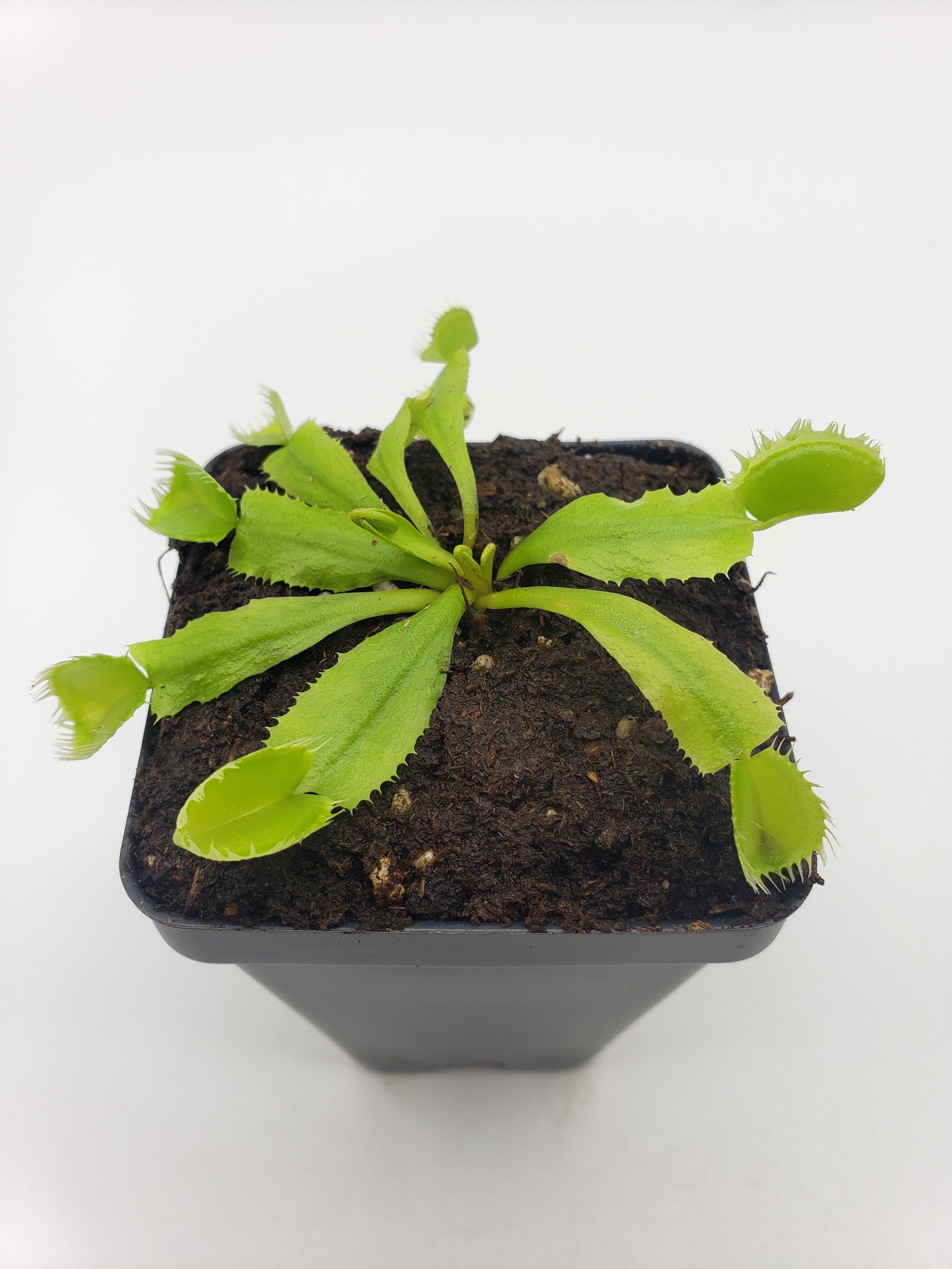 Venus flytrap (Dionaea muscipula) 'Triton' - -Rainbow Carnivorous Plants LLC