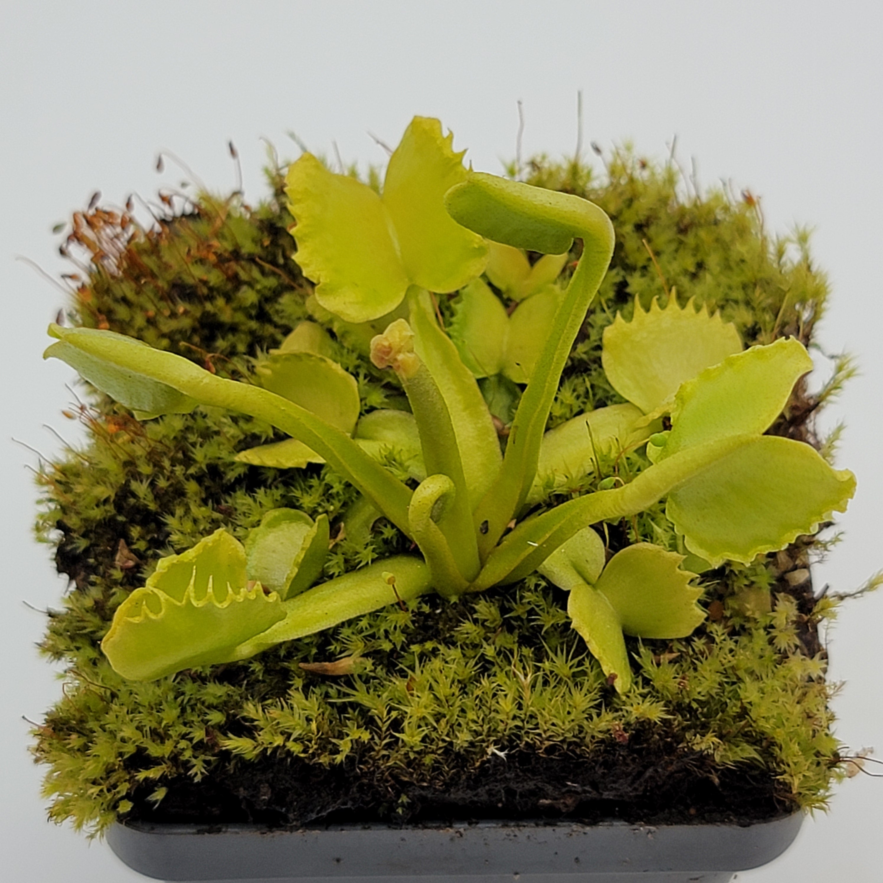 Venus flytrap (Dionaea muscipula) 'Werewolf' - -Rainbow Carnivorous Plants LLC