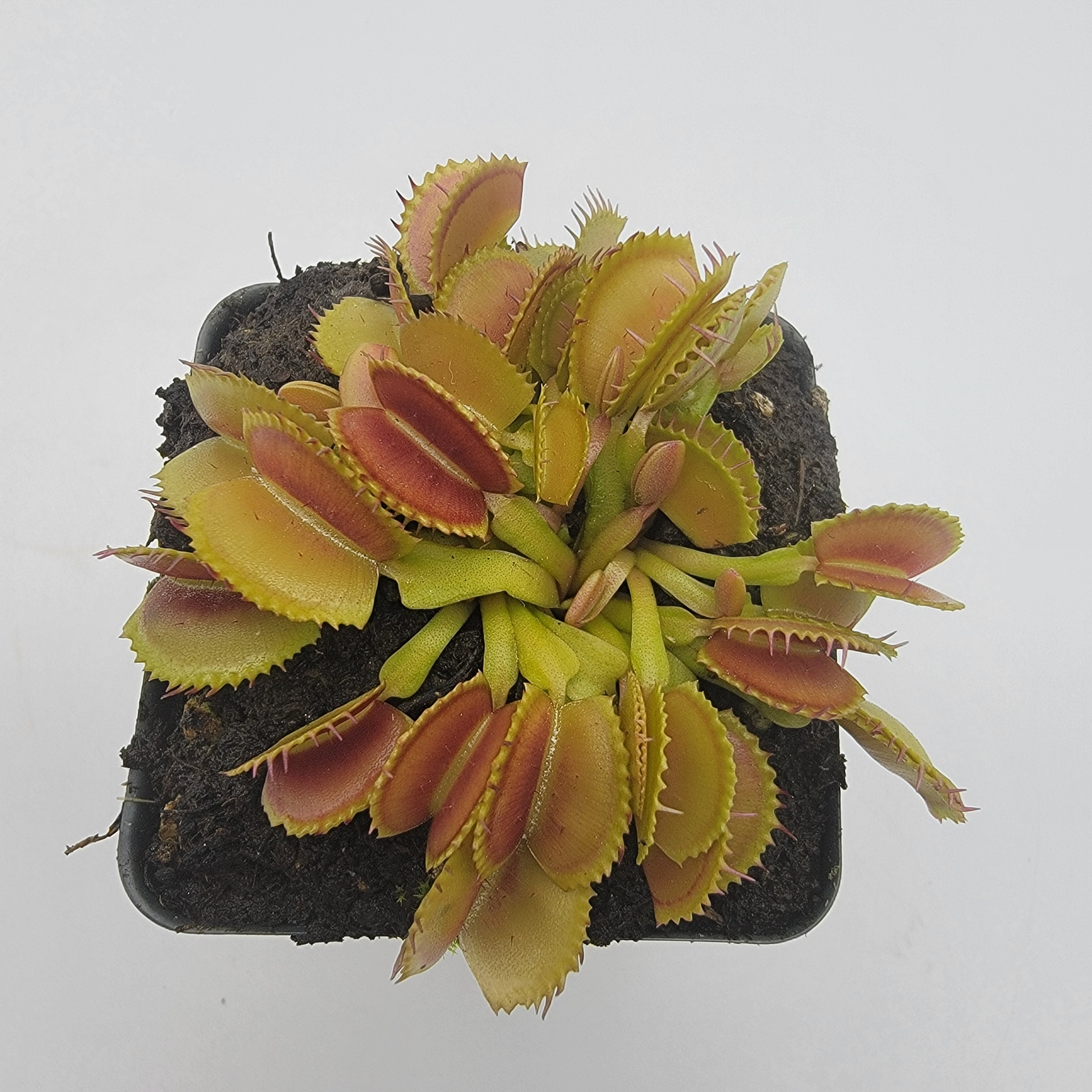 Venus flytrap (Dionaea muscipula) 'Belzebùb' - -Rainbow Carnivorous Plants LLC