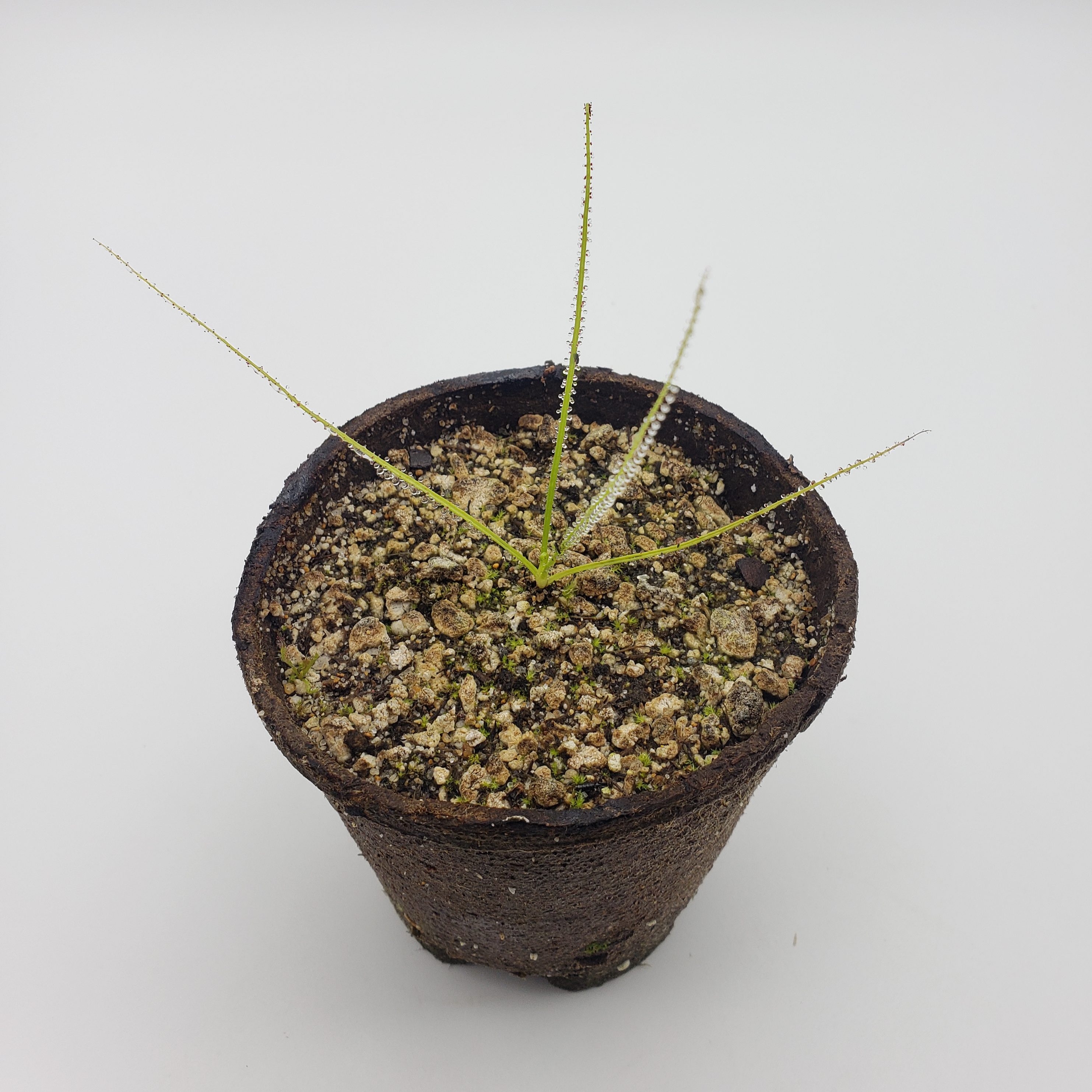 Dewy Pine (Drosophyllum lusitanicum) -Drosophyllum lusitanicum -Rainbow Carnivorous Plants LLC