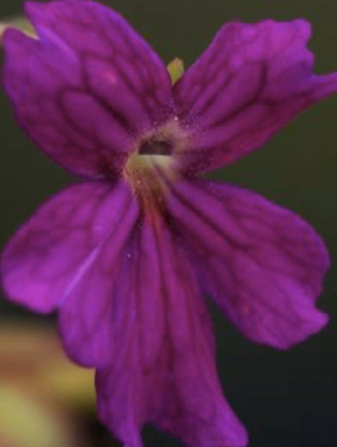 Pinguicula laueana x emarginata -Butterworts -Rainbow Carnivorous Plants LLC
