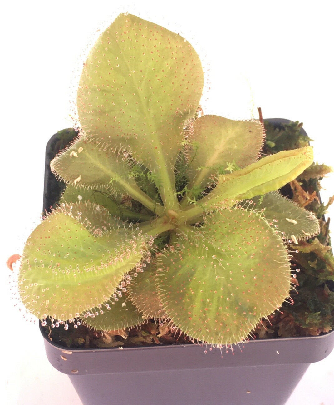Drosera "Andromeda"   -Live carnivorous plant- - -Rainbow Carnivorous Plants LLC