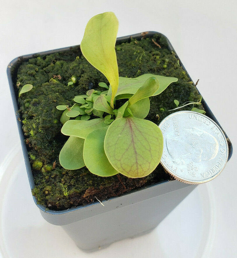 Utricularia calycifida - -Rainbow Carnivorous Plants LLC