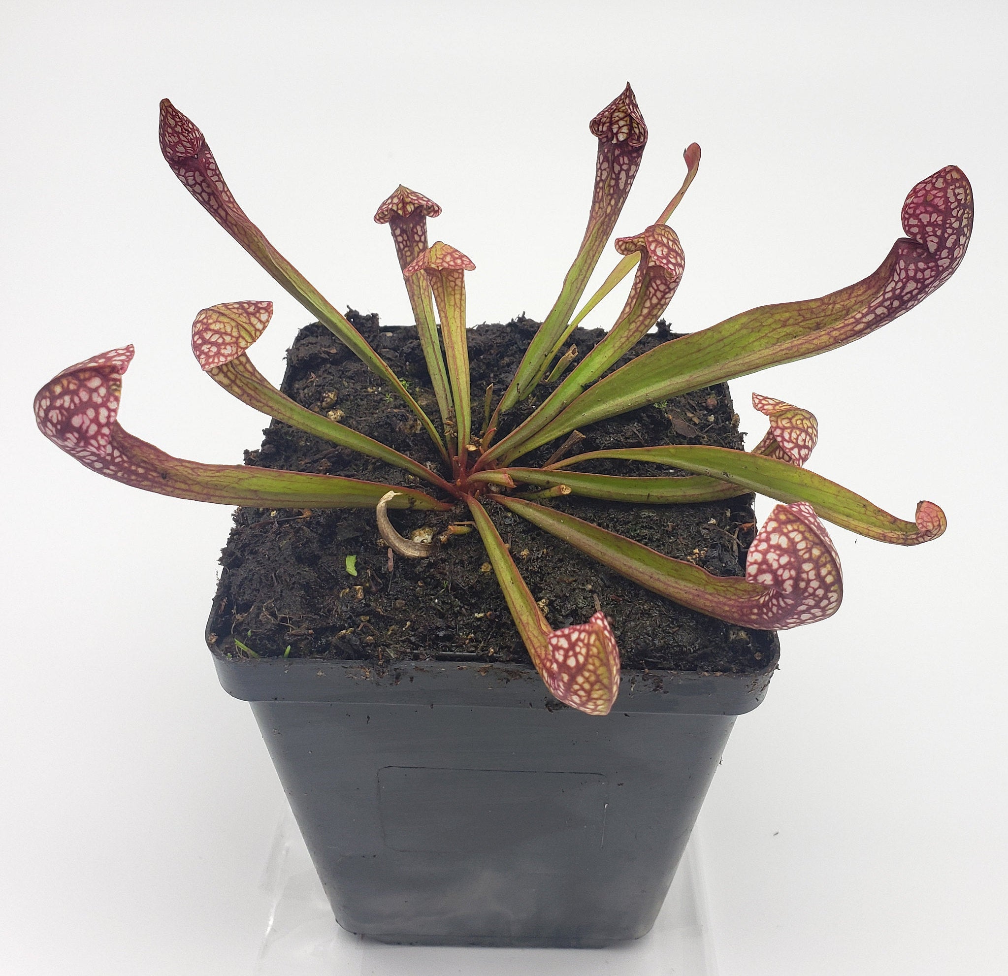 Sarracenia 'Scarlet Belle'   -Live carnivorous plant- - -Rainbow Carnivorous Plants LLC