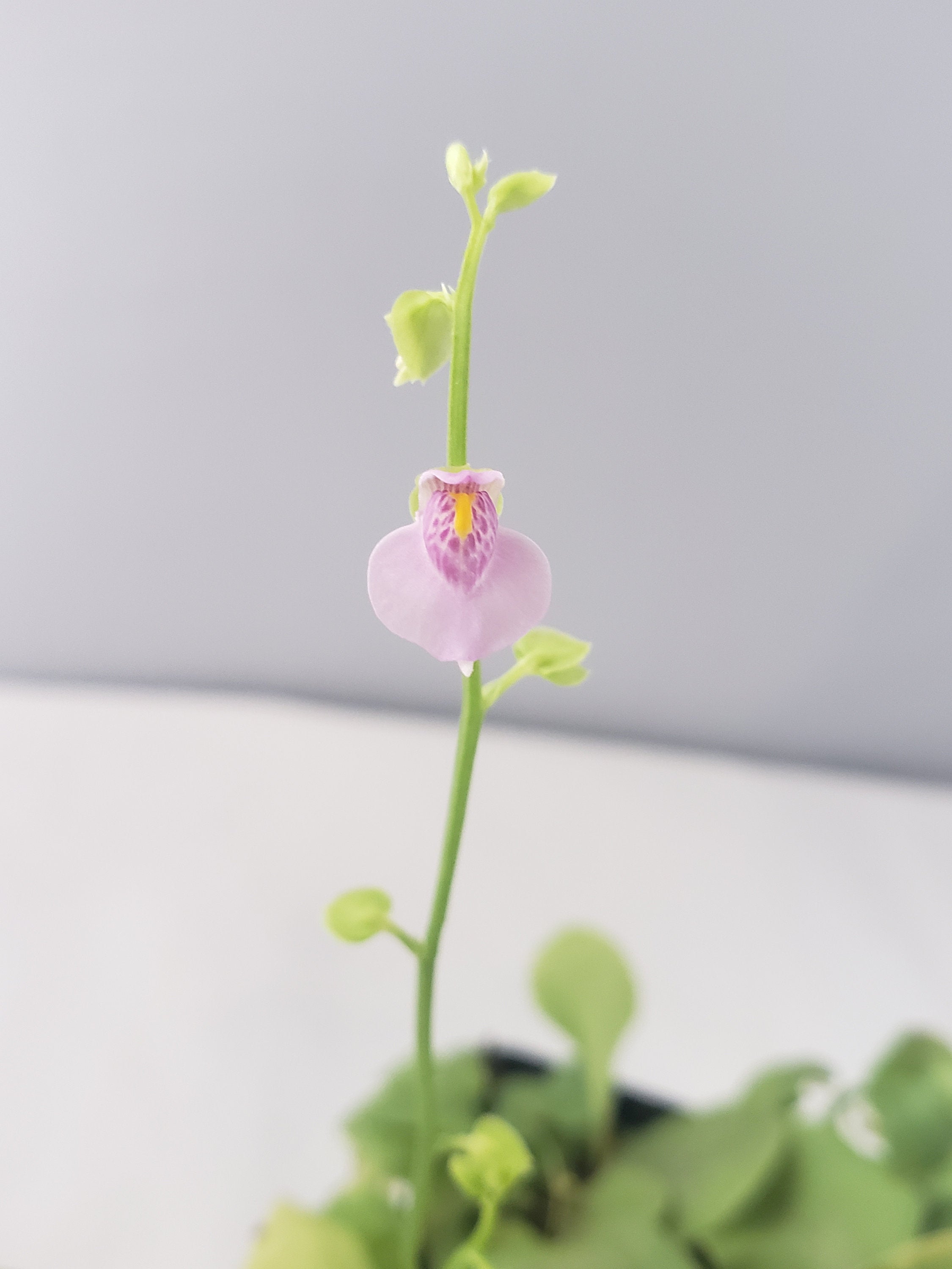 Utricularia calycifida - -Rainbow Carnivorous Plants LLC